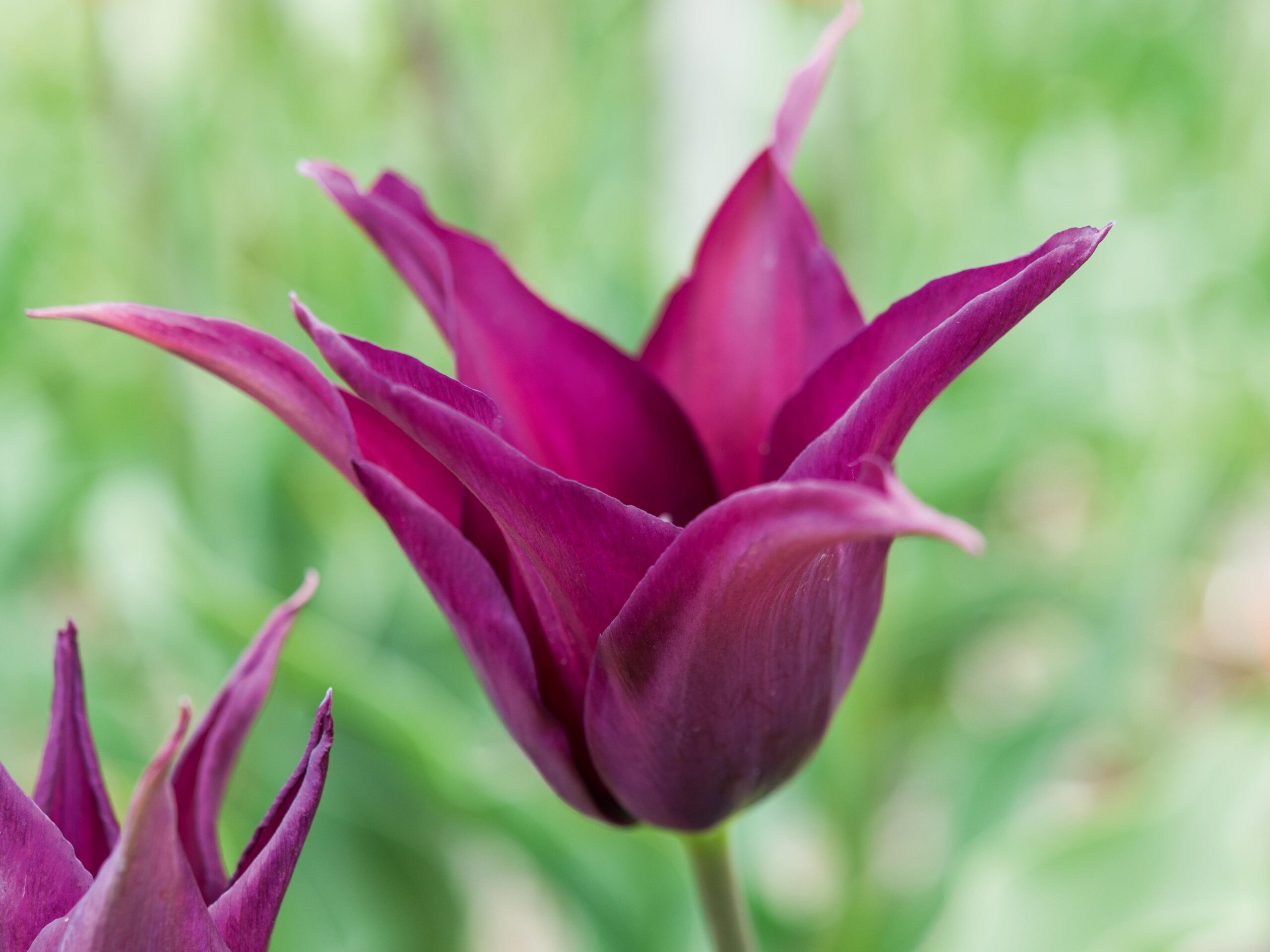 Great spring-flowering bulbs  Tulipa Burgundy