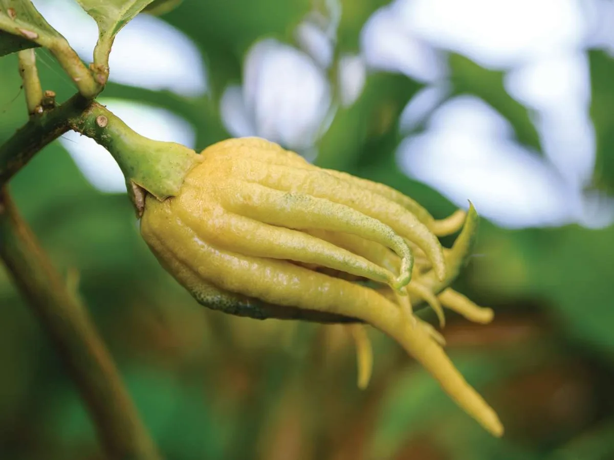 Citrus medica ‘Fingered’ Citrus medica ‘Fingered’
