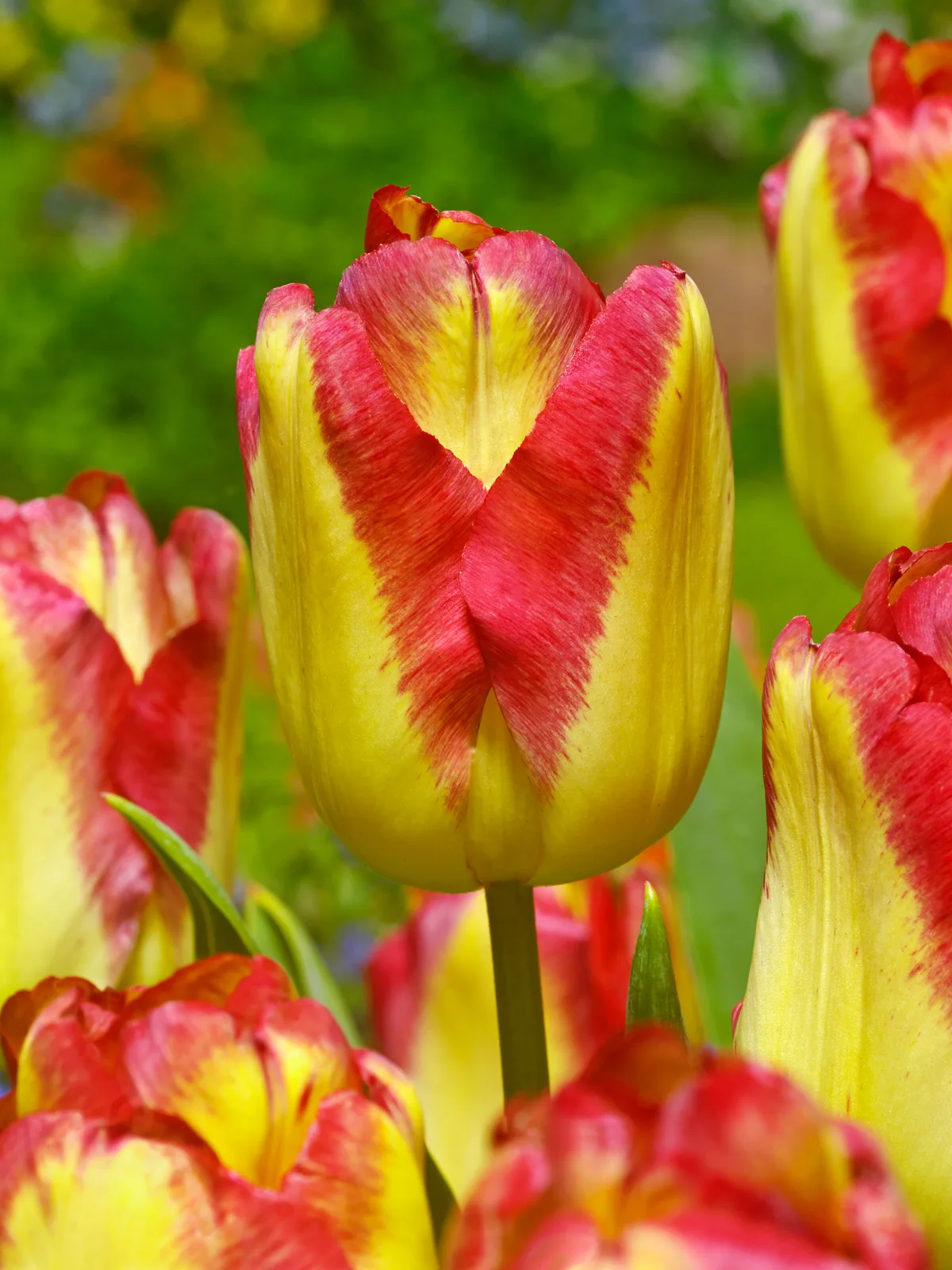 Tulip Cape Town Tulip Cape Town