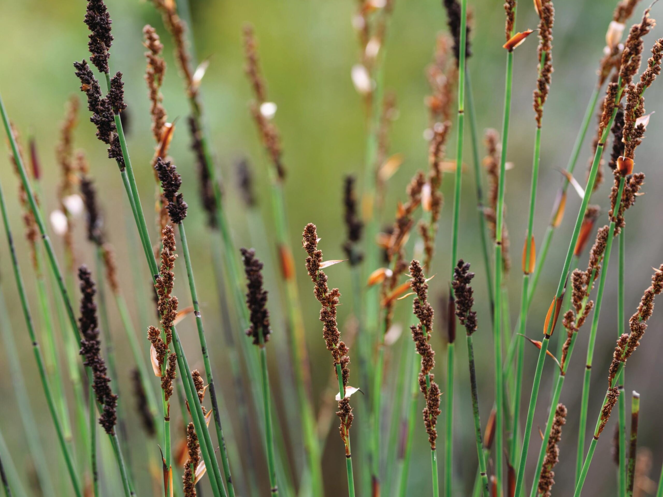 Elegia tectorum - Restios, a great alternative to bamboo