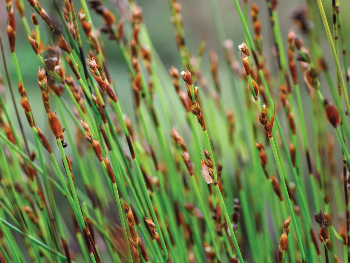 Elegia deusta - Restios, a great alternative to bamboo Elegia deusta - Restios, a great alternative to bamboo
