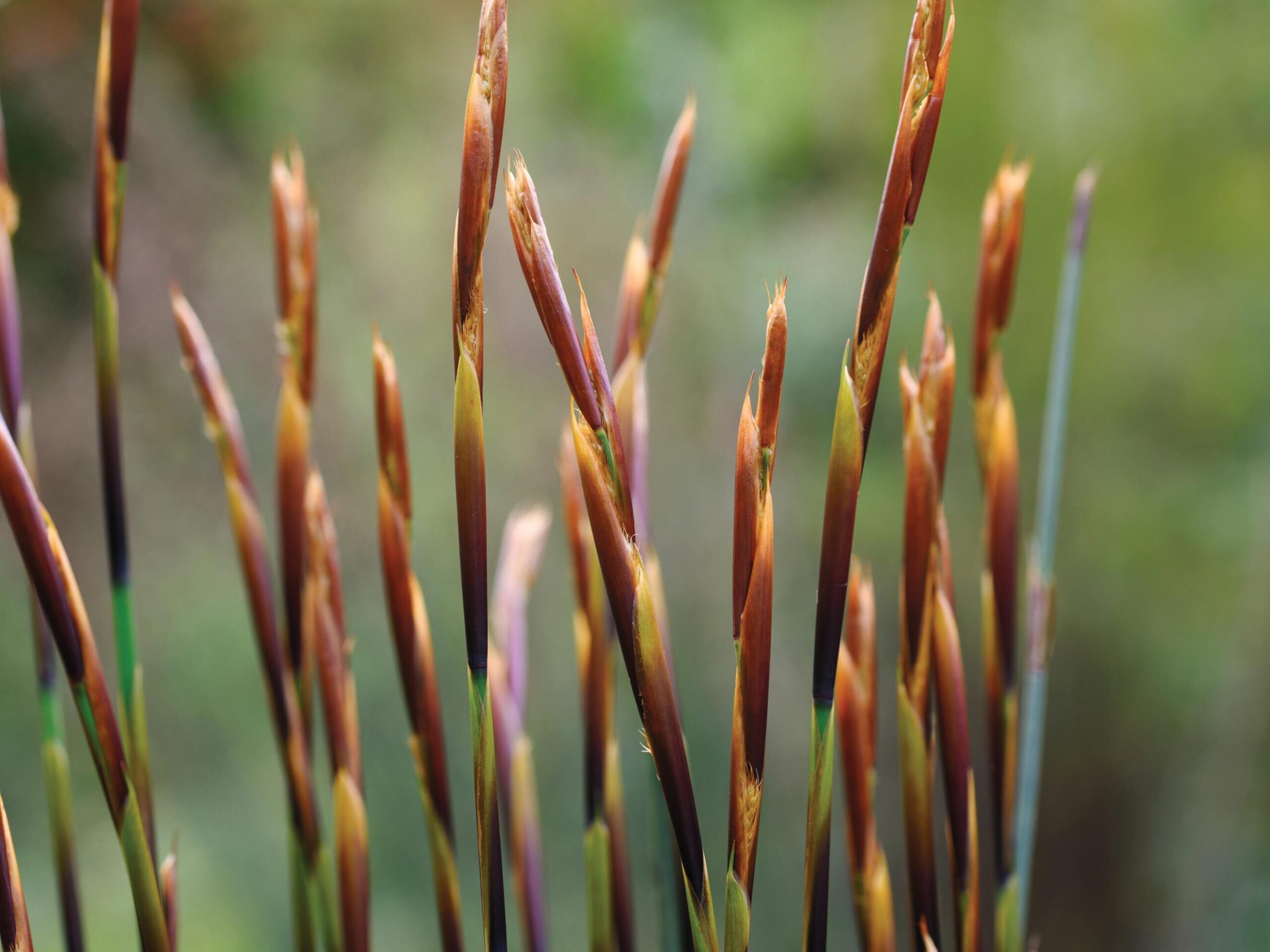 Elegia cuspidata - Restios, a great alternative to bamboo