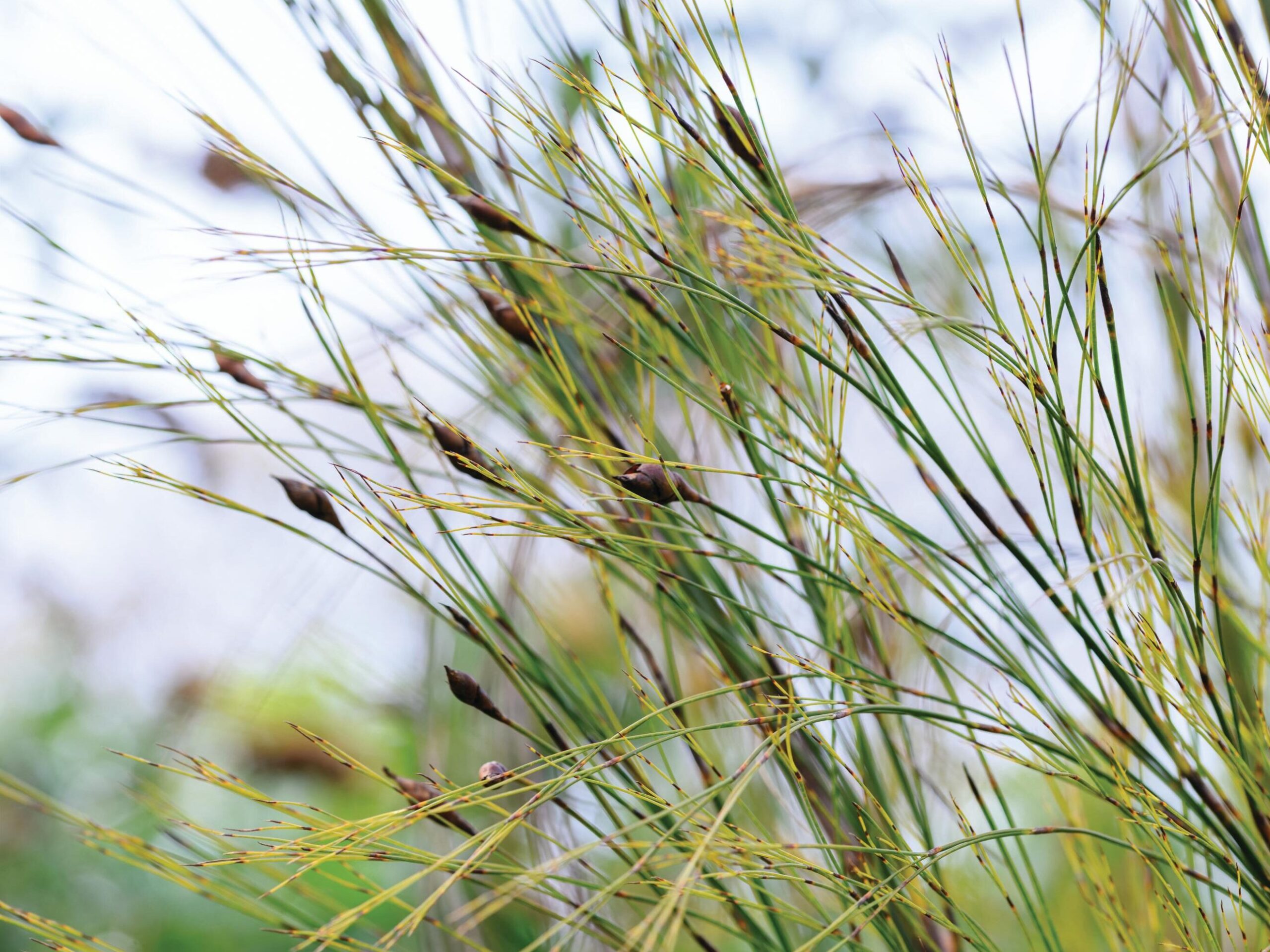 Cannomois grandis - Restios, a great alternative to bamboo