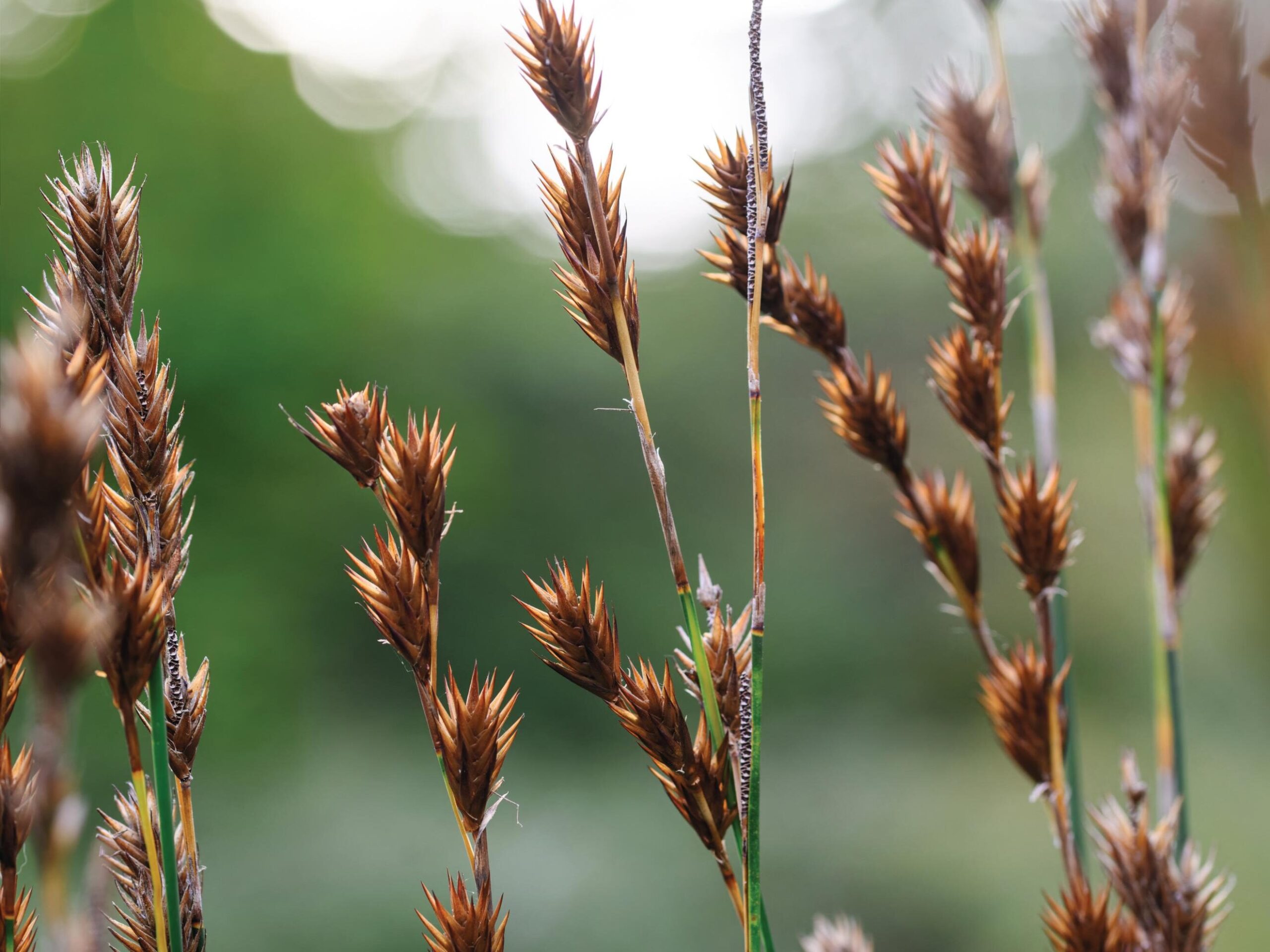 Thamnochortus insignis - Restios, a great alternative to bamboo