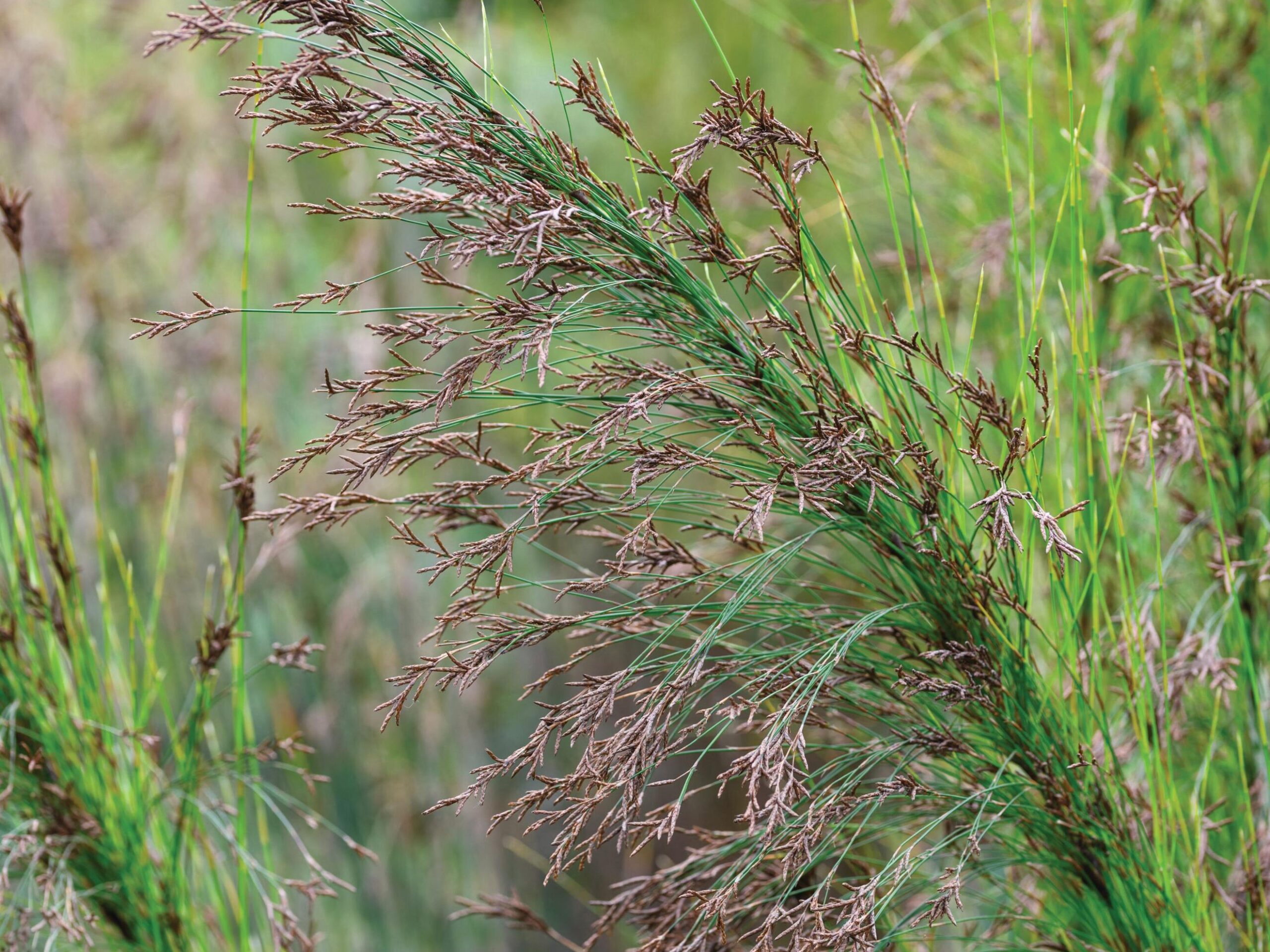 Restio subverticillatus - Restios, a great alternative to bamboo