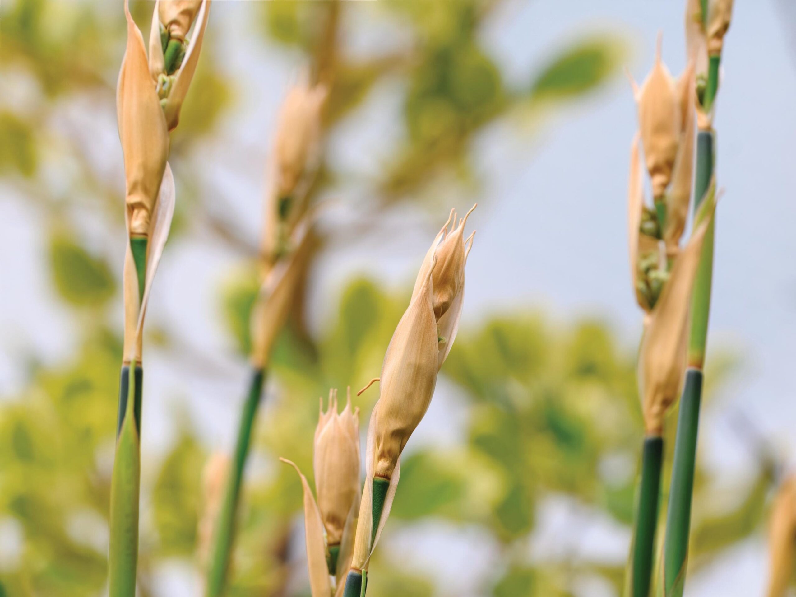 Elegia mucronata - Restios, a great alternative to bamboo