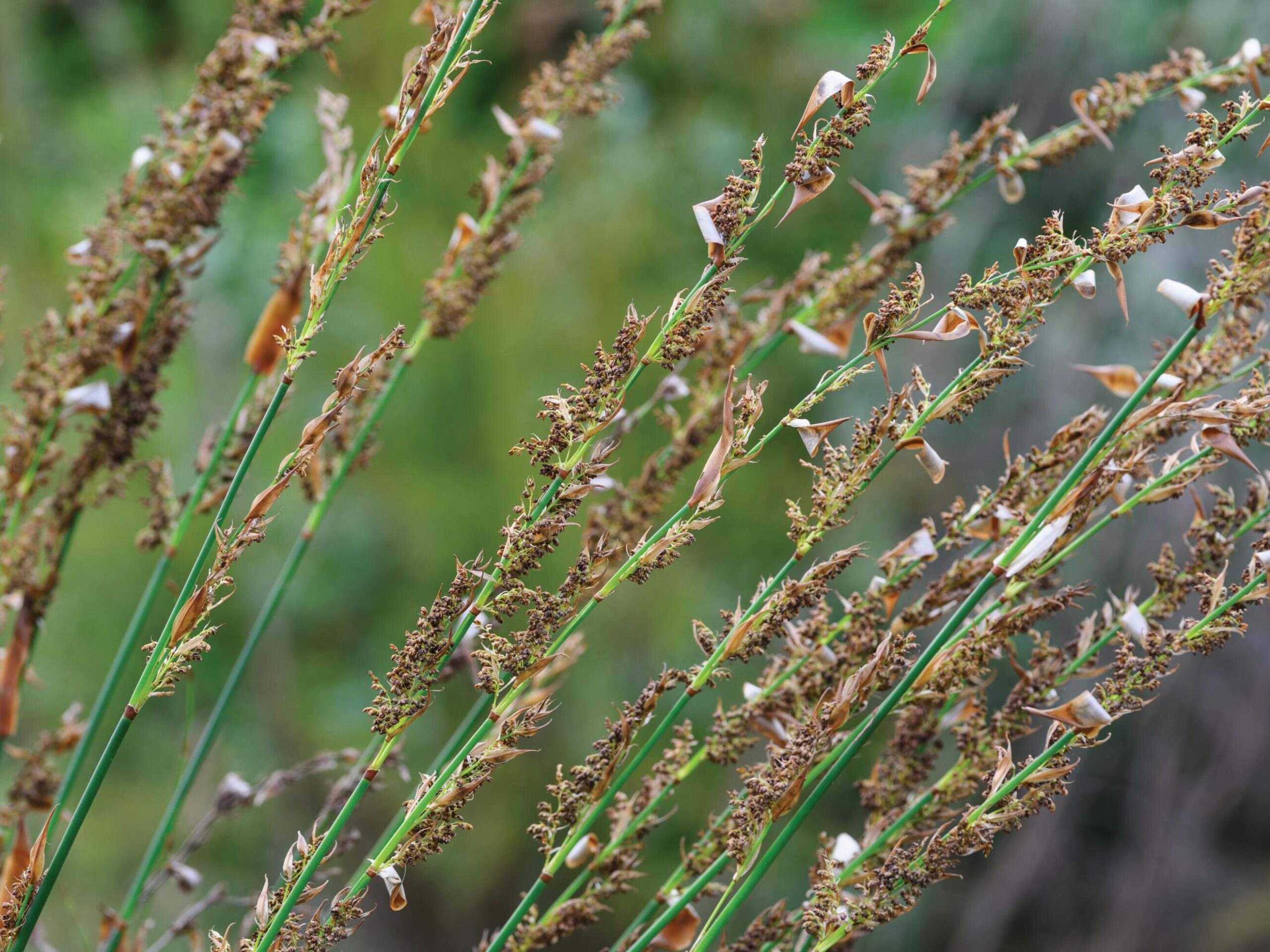 Elegia equisetacea - Restios, a great alternative to bamboo