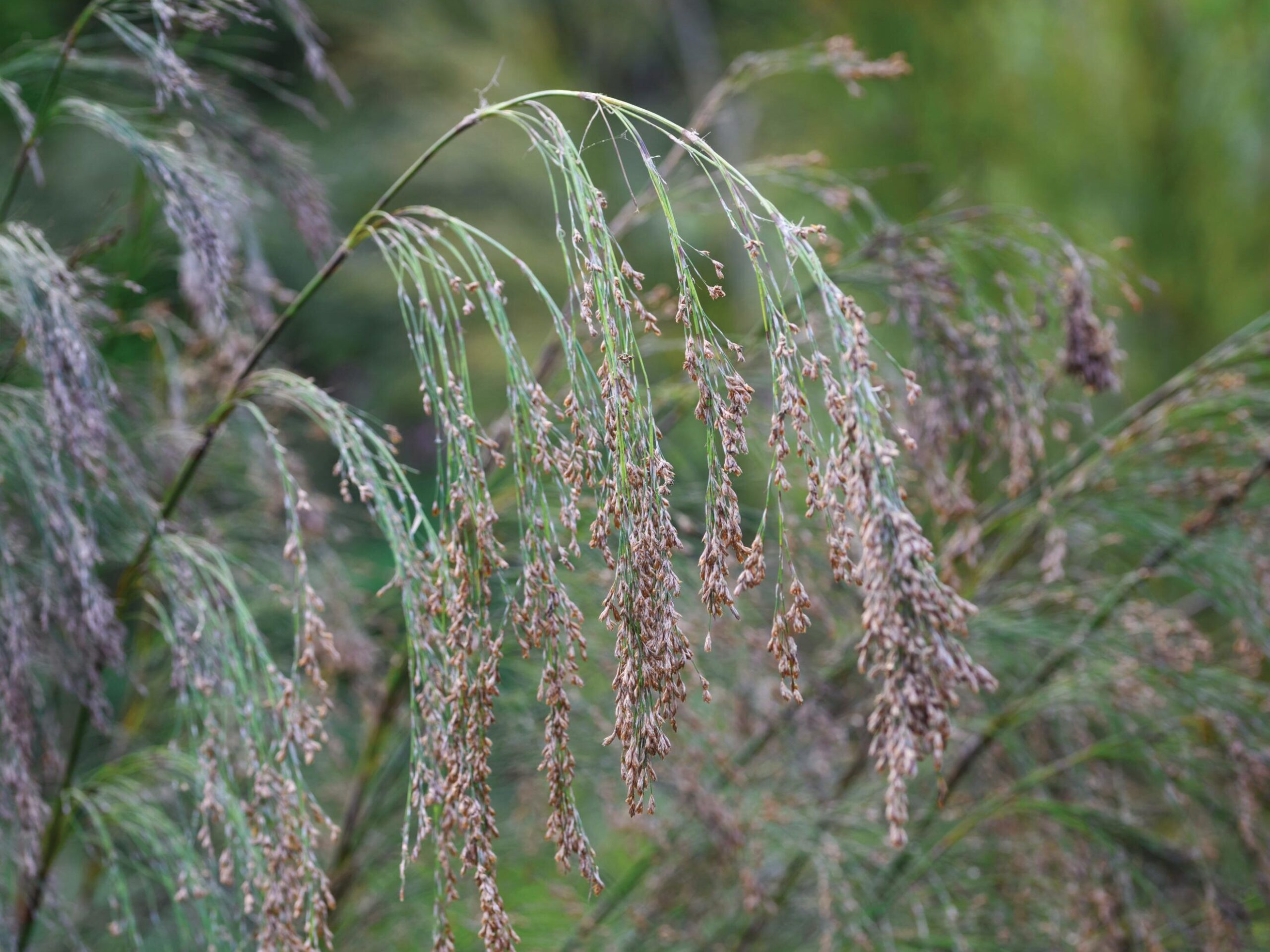 Rhodocoma capensis - Restios, a great alternative to bamboo