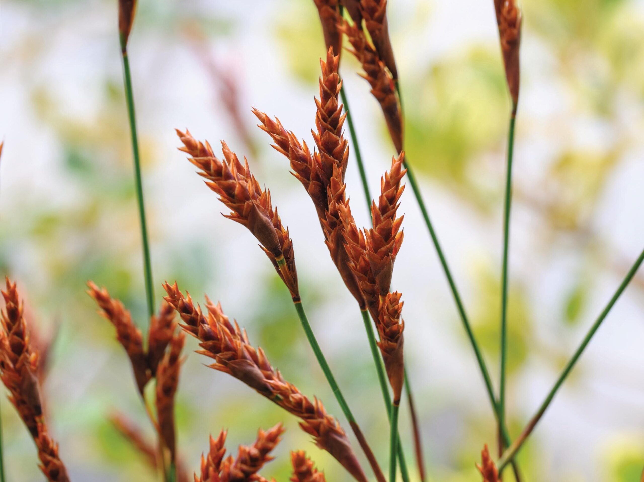 Staberoha aemula - Restios, a great alternative to bamboo