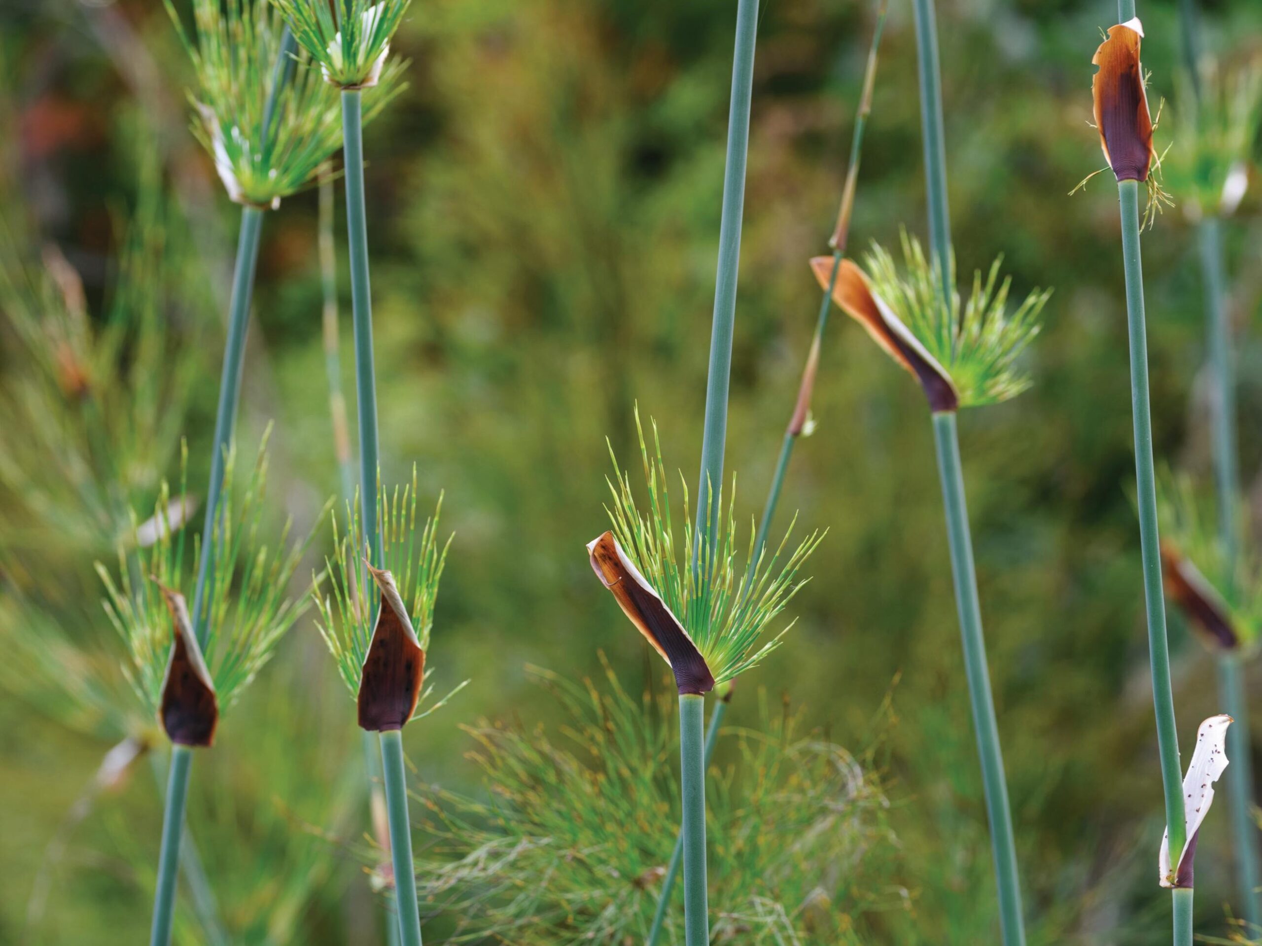 Elegia capensis - restios, a great alternative to bamboo