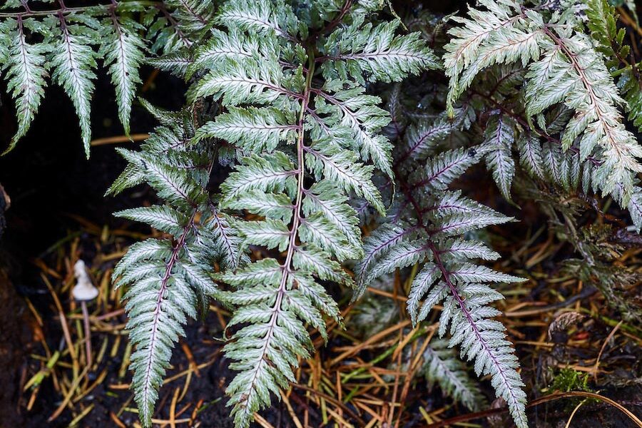 Athyrium niponicum var. pictum