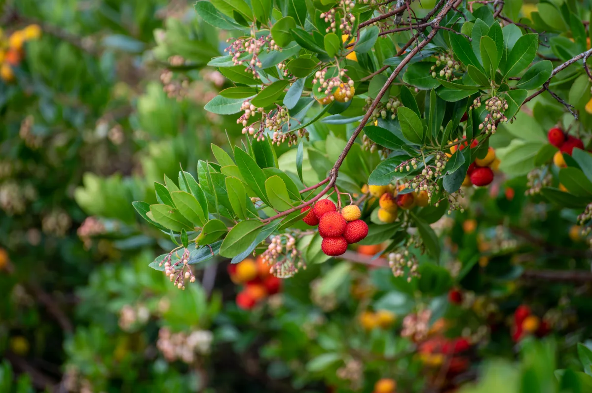 Evergreen trees; Arbutus unedo Evergreen trees; Arbutus unedo