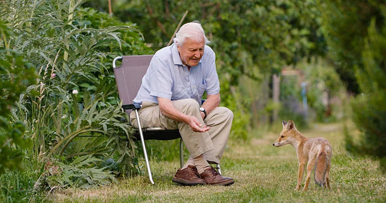 544623,TITLE:Wild London TX DATE:01-01-2026,TX WEEK:52,EMBARGOED UNTIL:09-12-2025 00:00:01,PEOPLE:Sir David Attenborough,DESCRIPTION:Sir David Attenborough with fox in Tottenham, London,COPYRIGHT:Passion Planet Ltd,CREDIT LINE:BBC / Passion Planet Ltd / Gavin Thurston
