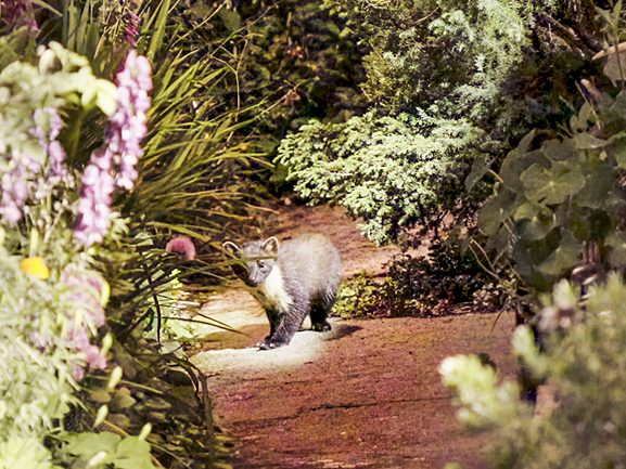 Pine Marten in Matt's garden in the Western Highlands 