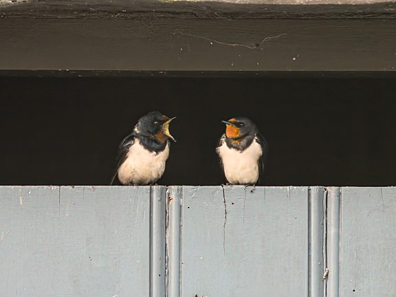 Barn swallow pair on a barn door in the Lake District garden