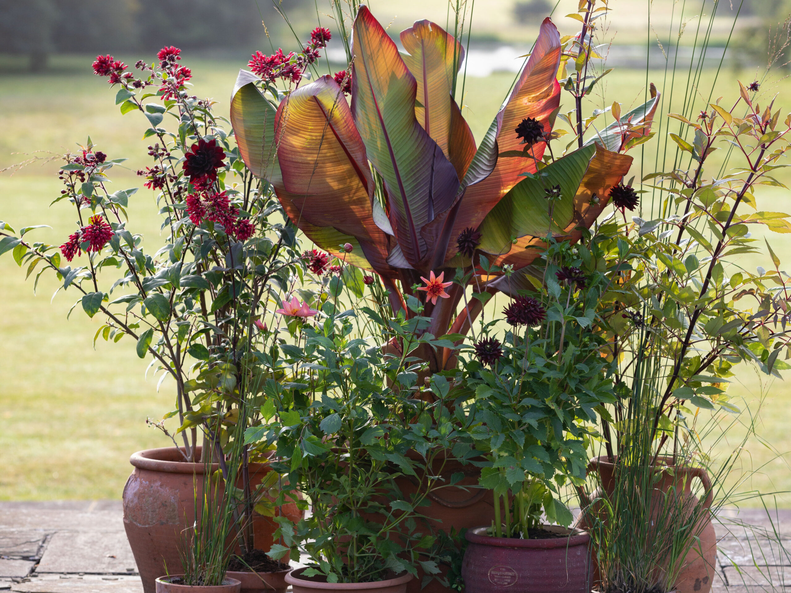 A group of pots designed by Jenny Barnes at Cottesbrooke Hall gardens.