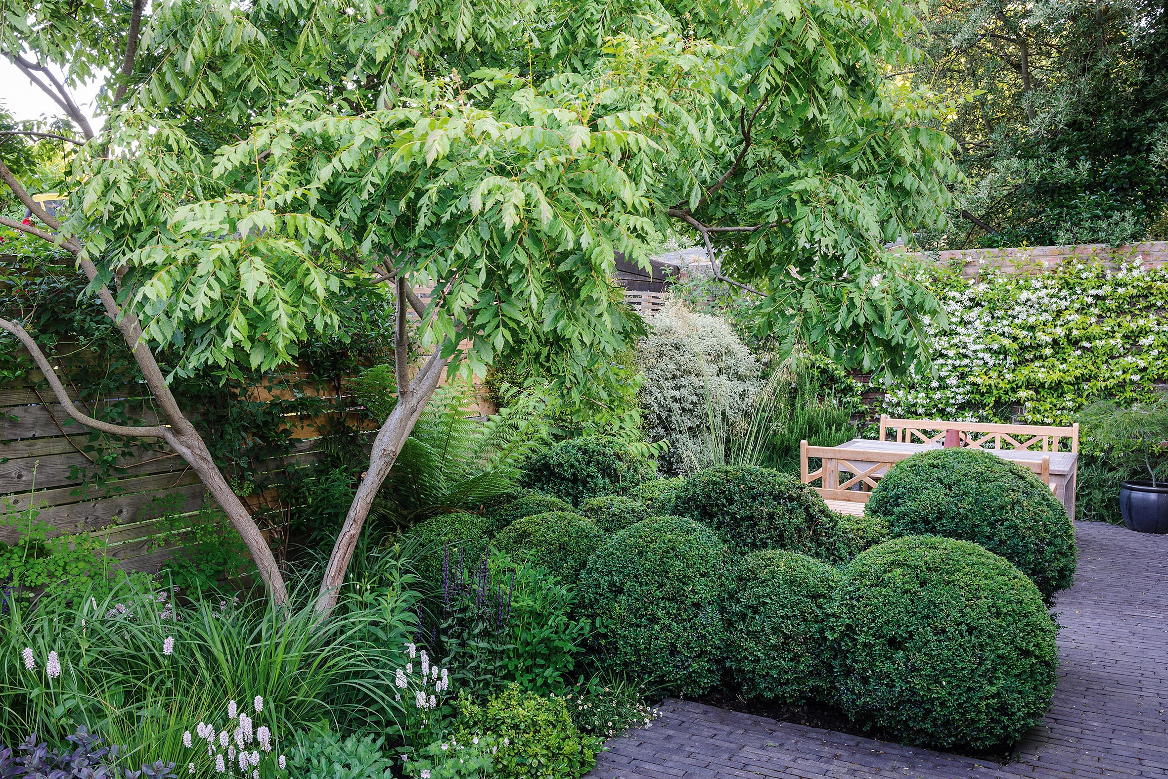Double rows of tightly clipped box spheres and multi-stemmed trees Cercis siliquastrum and Koelreuteria paniculata are the framework for a simple but strong garden structure of miniature garden rooms.