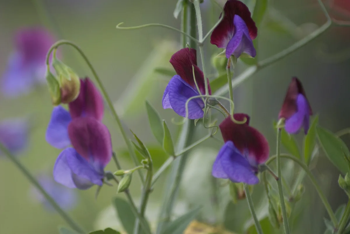 Sweet pea, Lathyrus odoratus 'Matucana'. Sweet pea, Lathyrus odoratus 'Matucana'.