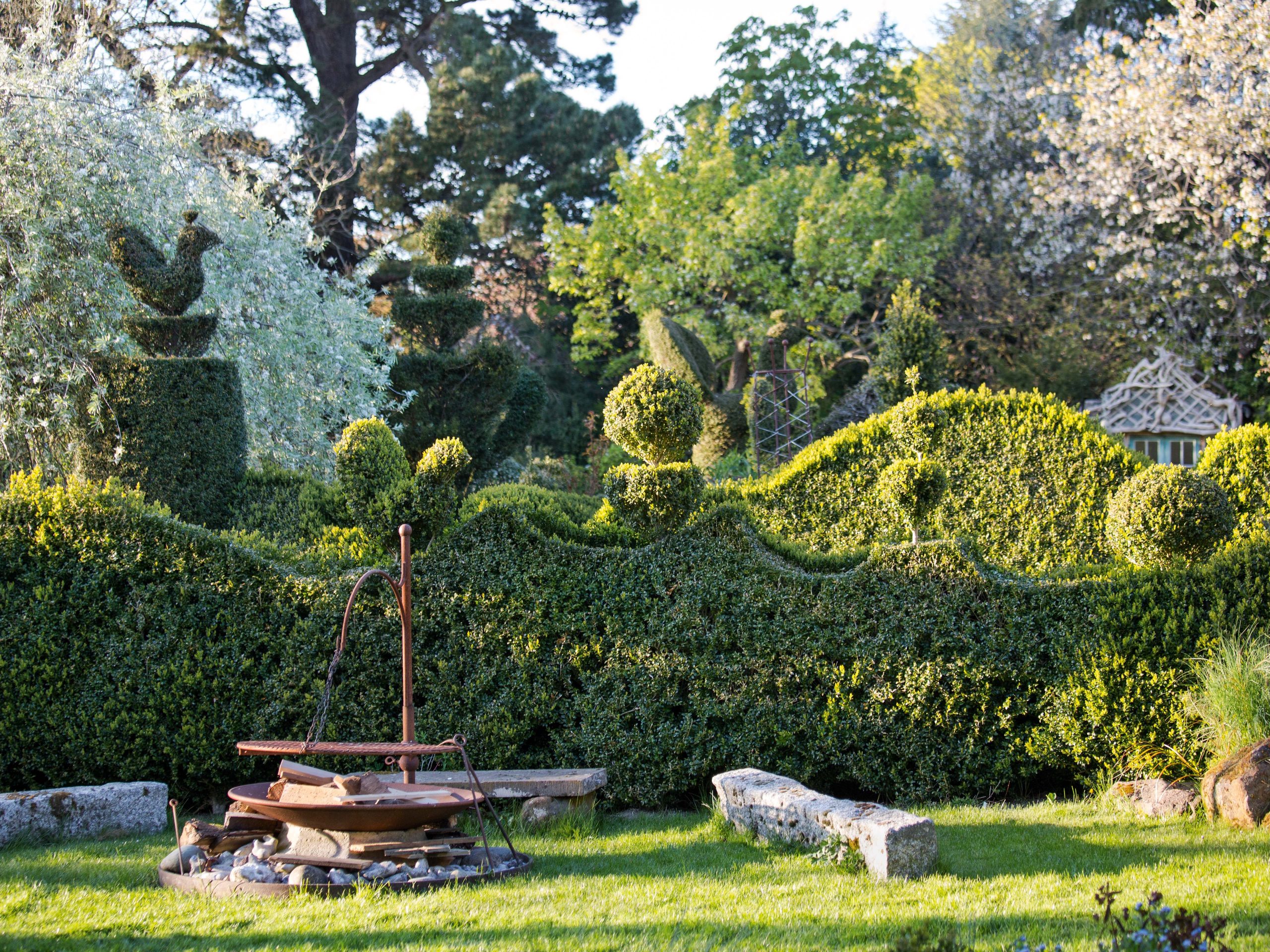 Topirised hedge in Charlotte Molesworth's garden