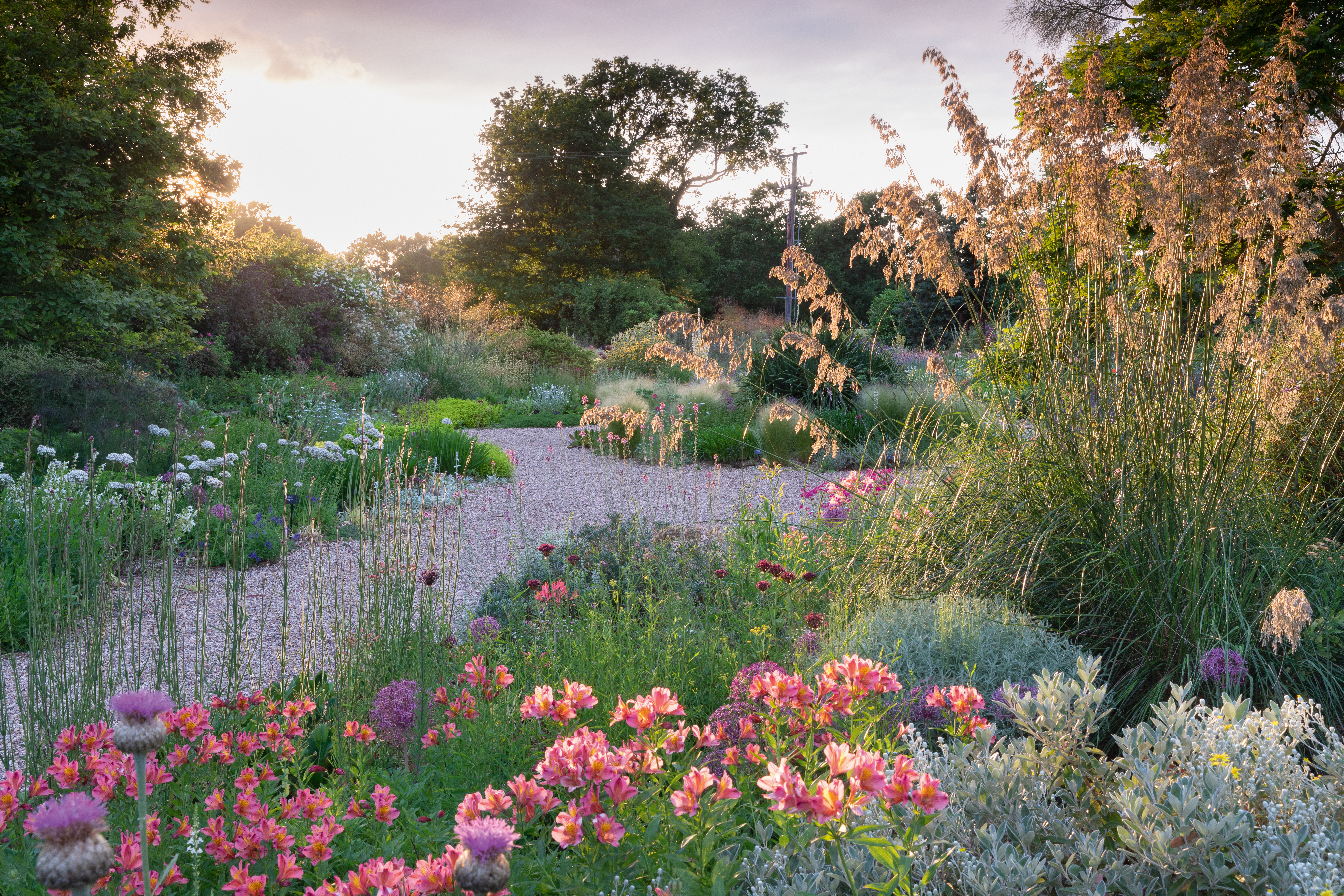 Ampelodesmos mauritanicus and Alstroemeria in The Gravel Garden at Beth Chatto's in June.