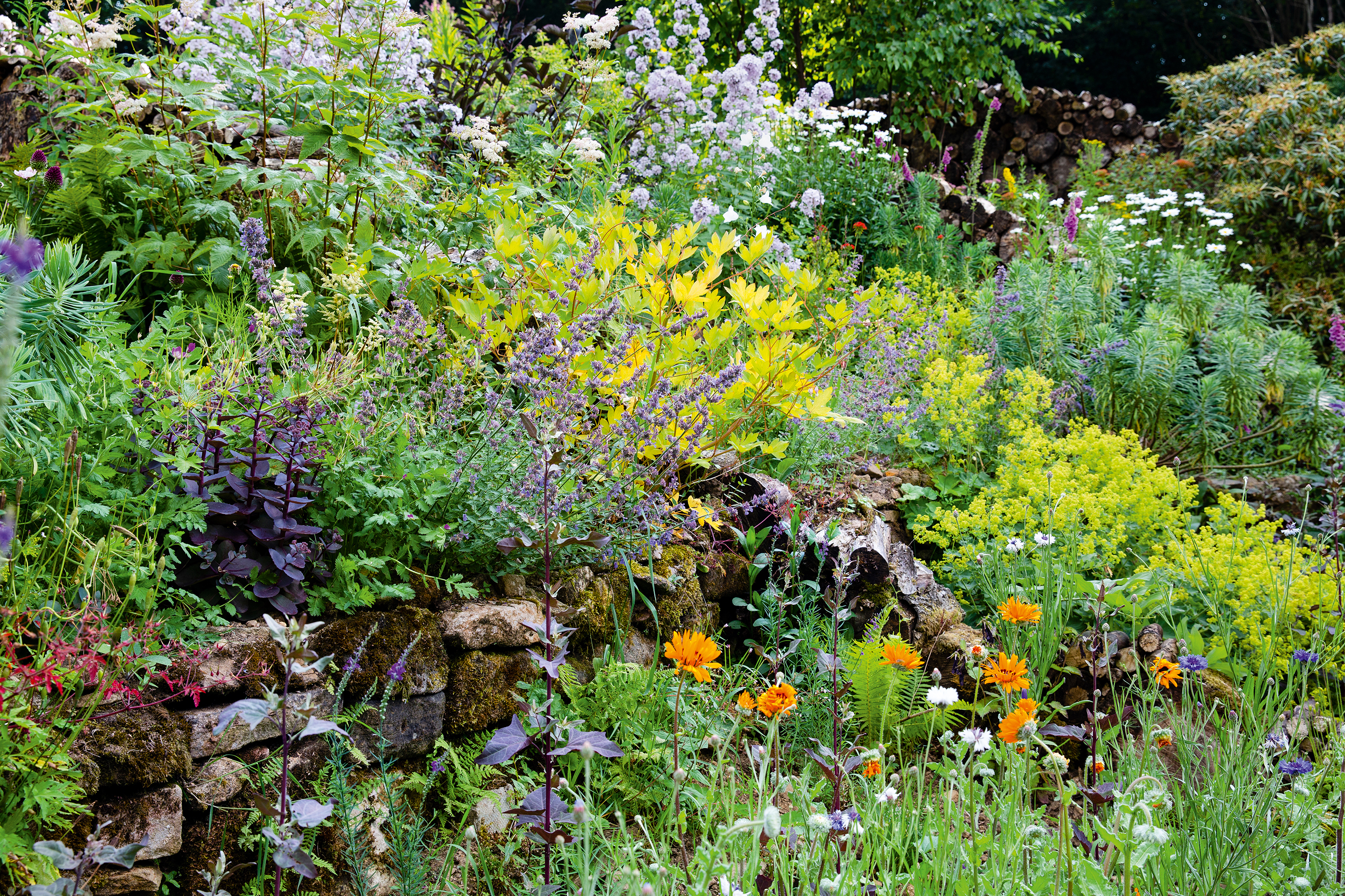 Nigel Dunnett’s own garden