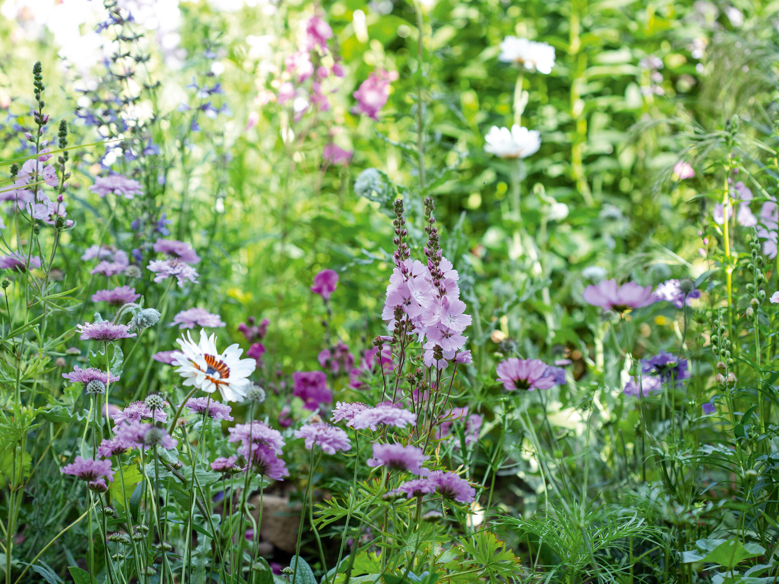 Nigel Dunnett’s own garden