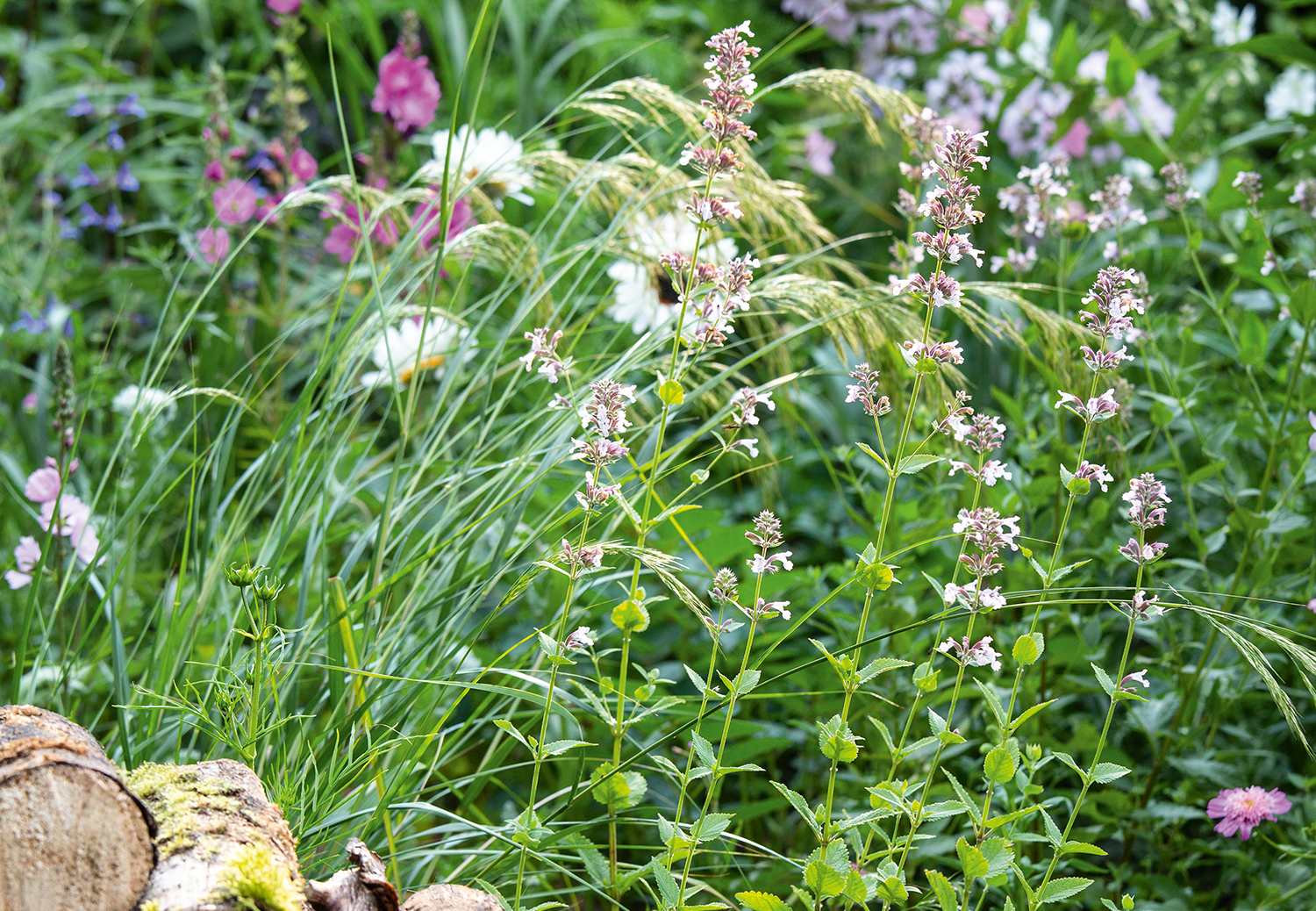 Nigel Dunnett’s own garden