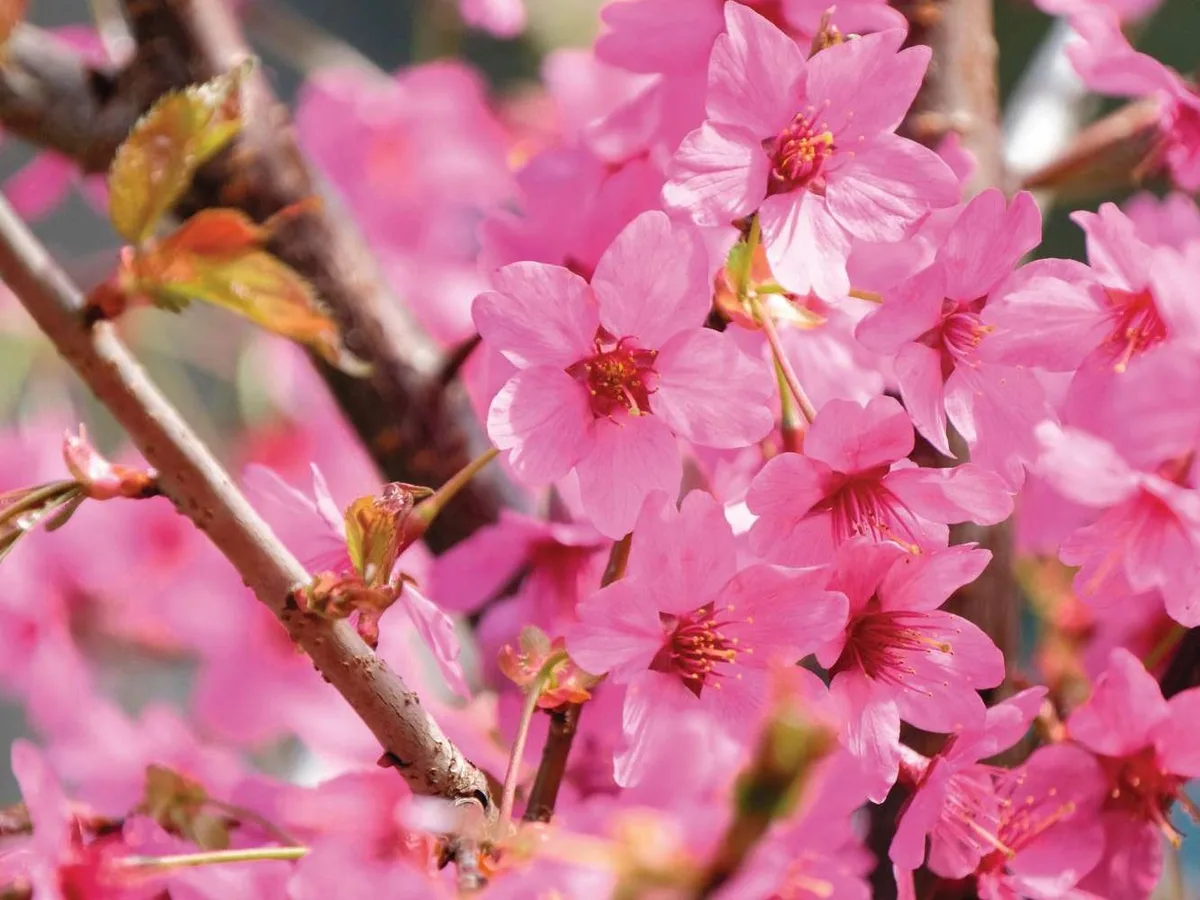 2HD6YF3_preview Prunus 'Collingwood Ingram' © P Tomlins / Alamy Stock Photo