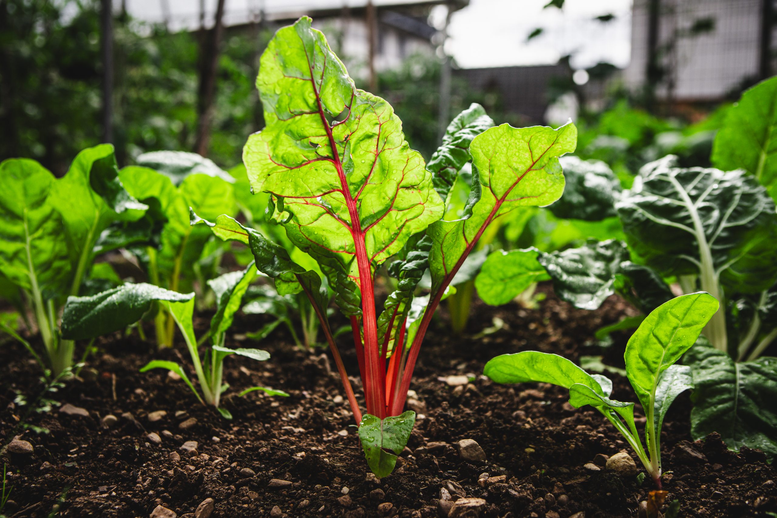 Swiss chard crop in a vegetable garden