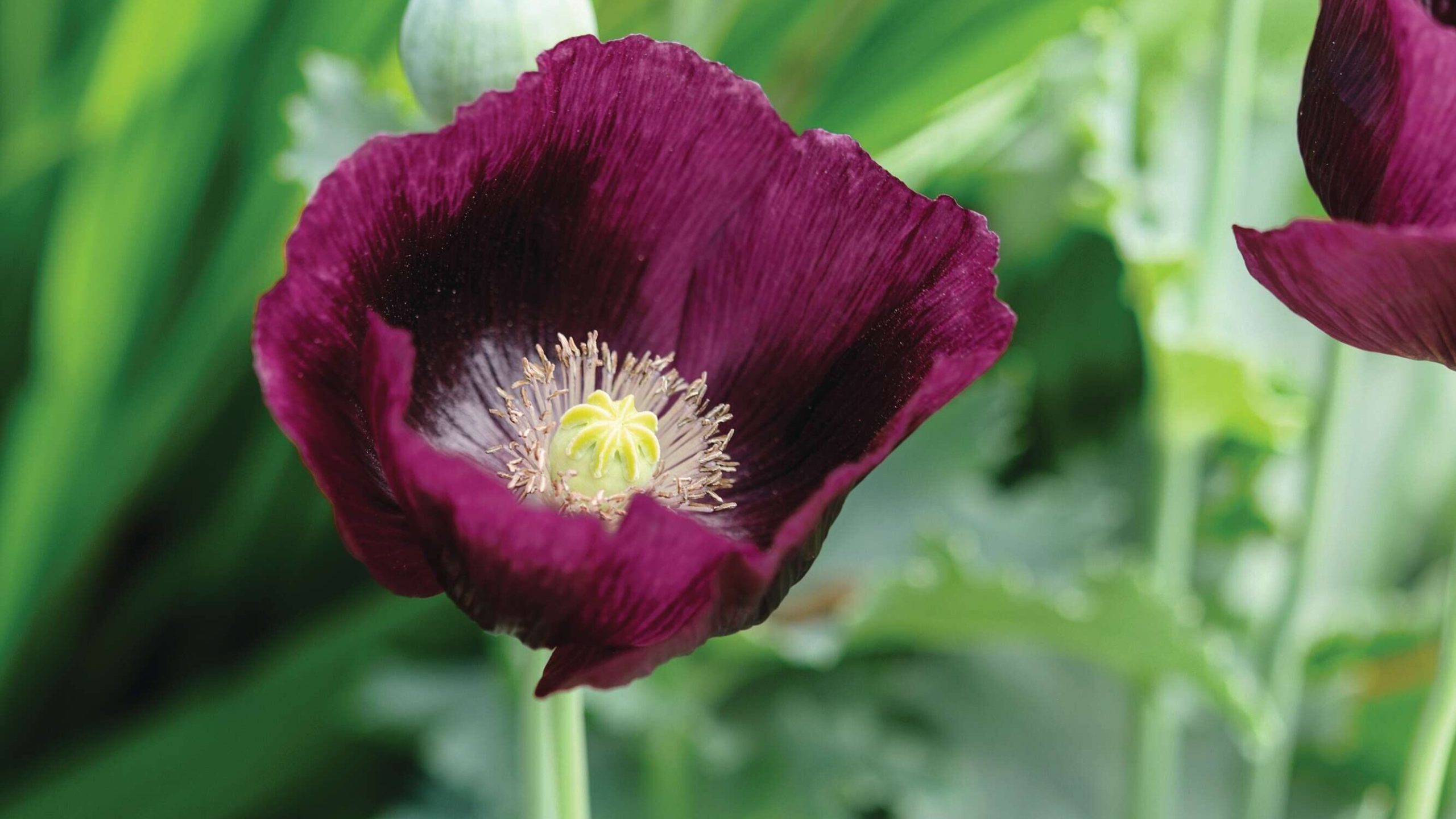 Papaver somniferum 'Laurens Grape'