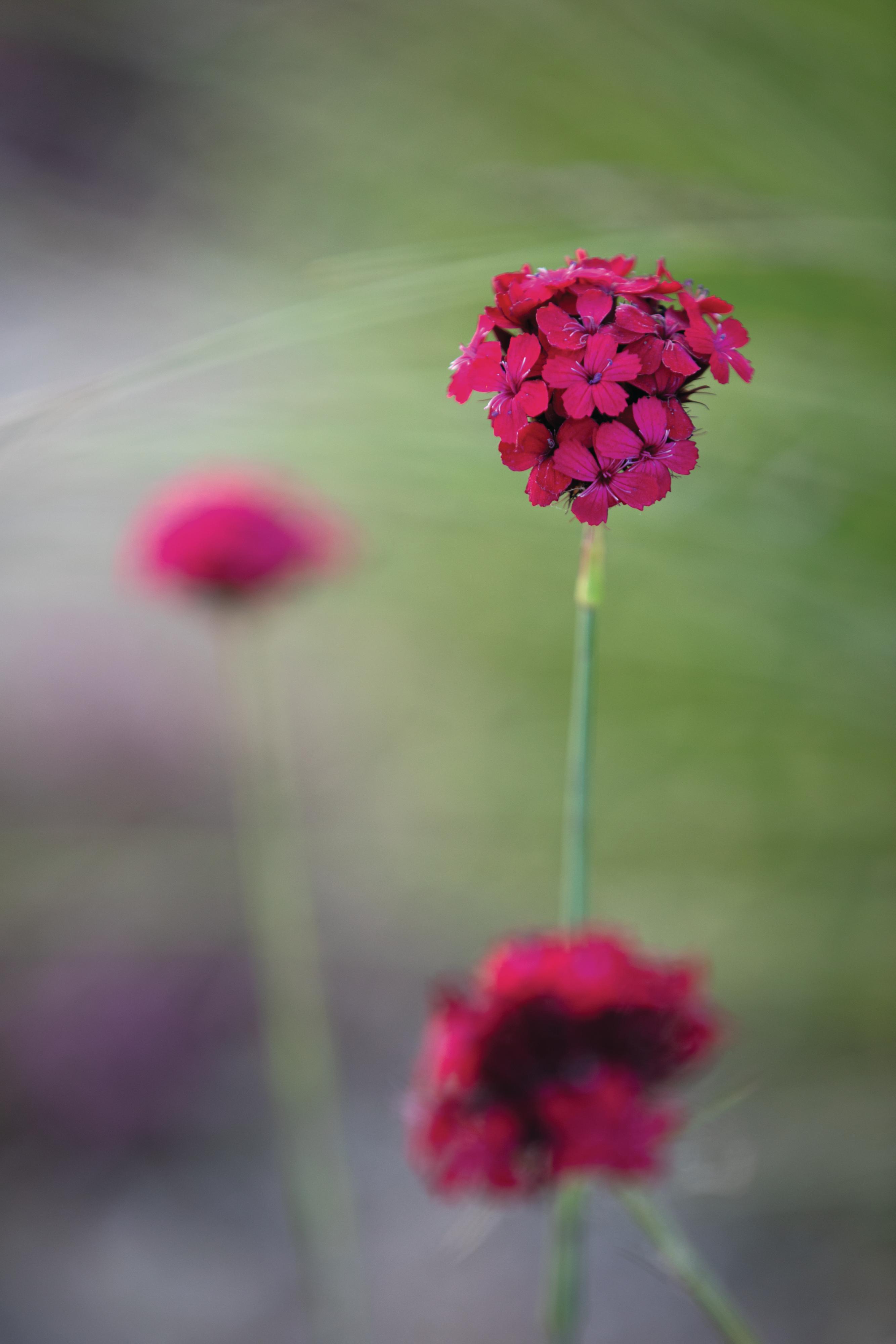 Knepp Castle: The rewilded Walled Garden
