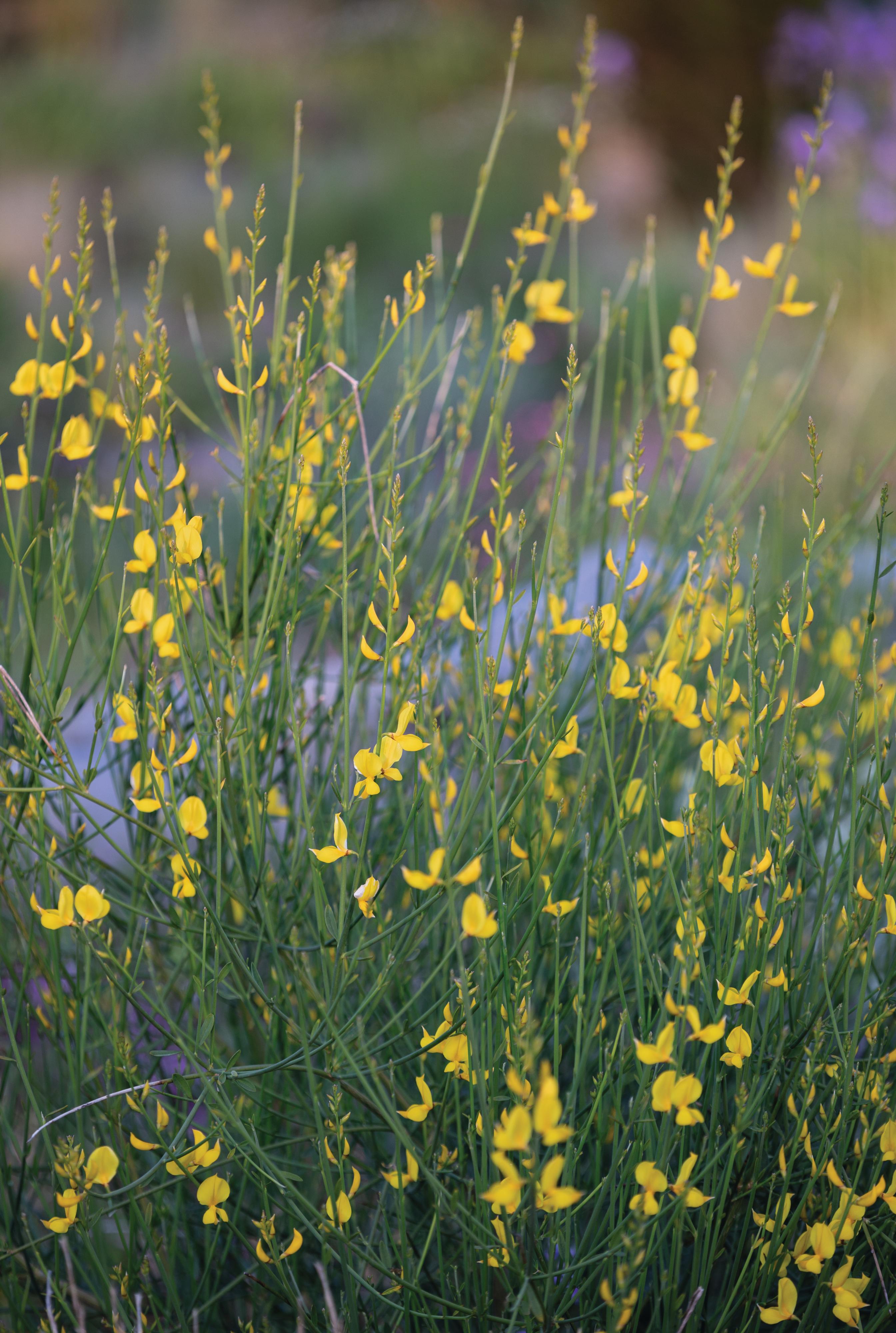 Knepp Castle: The rewilded Walled Garden