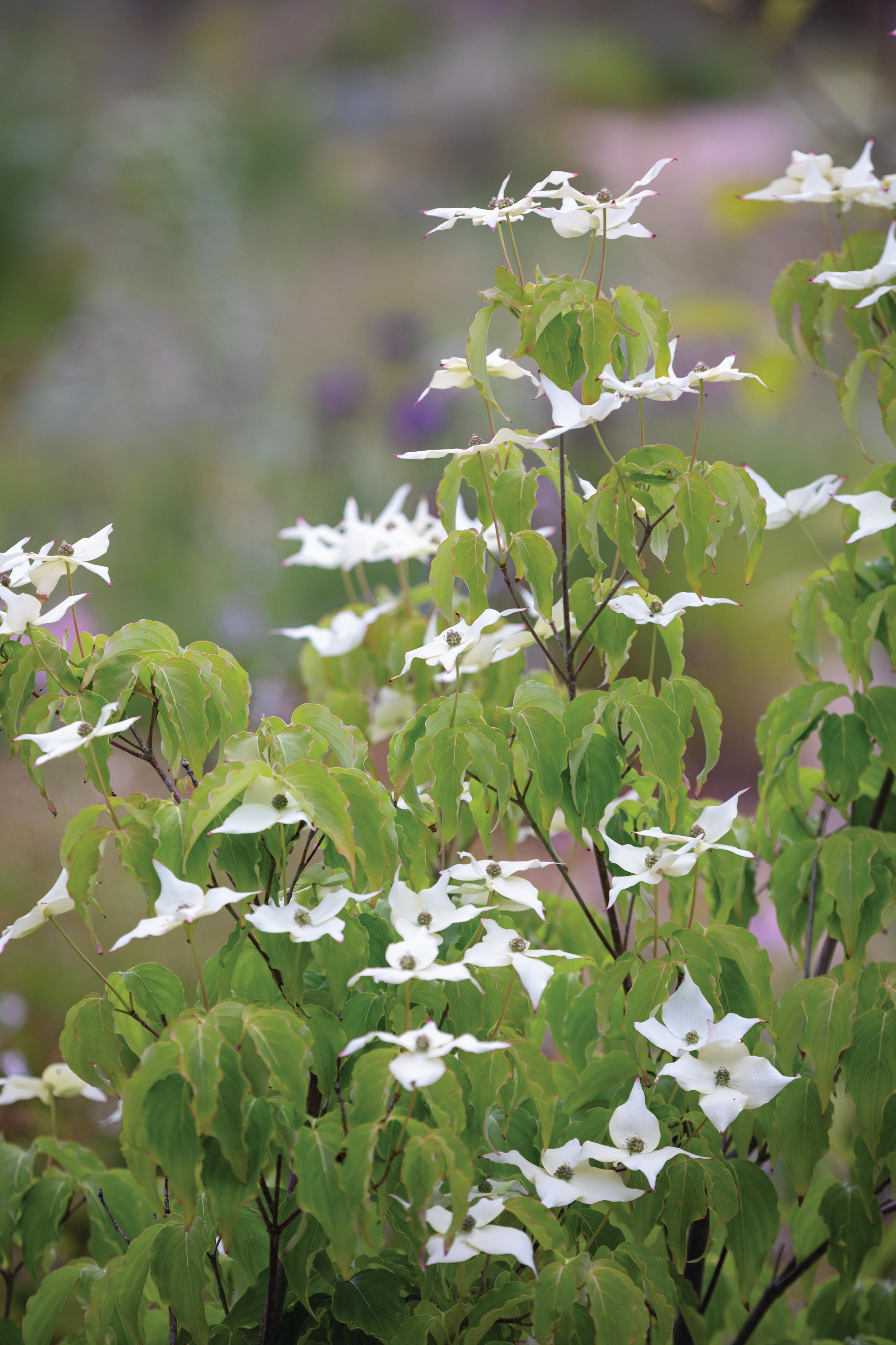 Knepp Castle: The rewilded Walled Garden