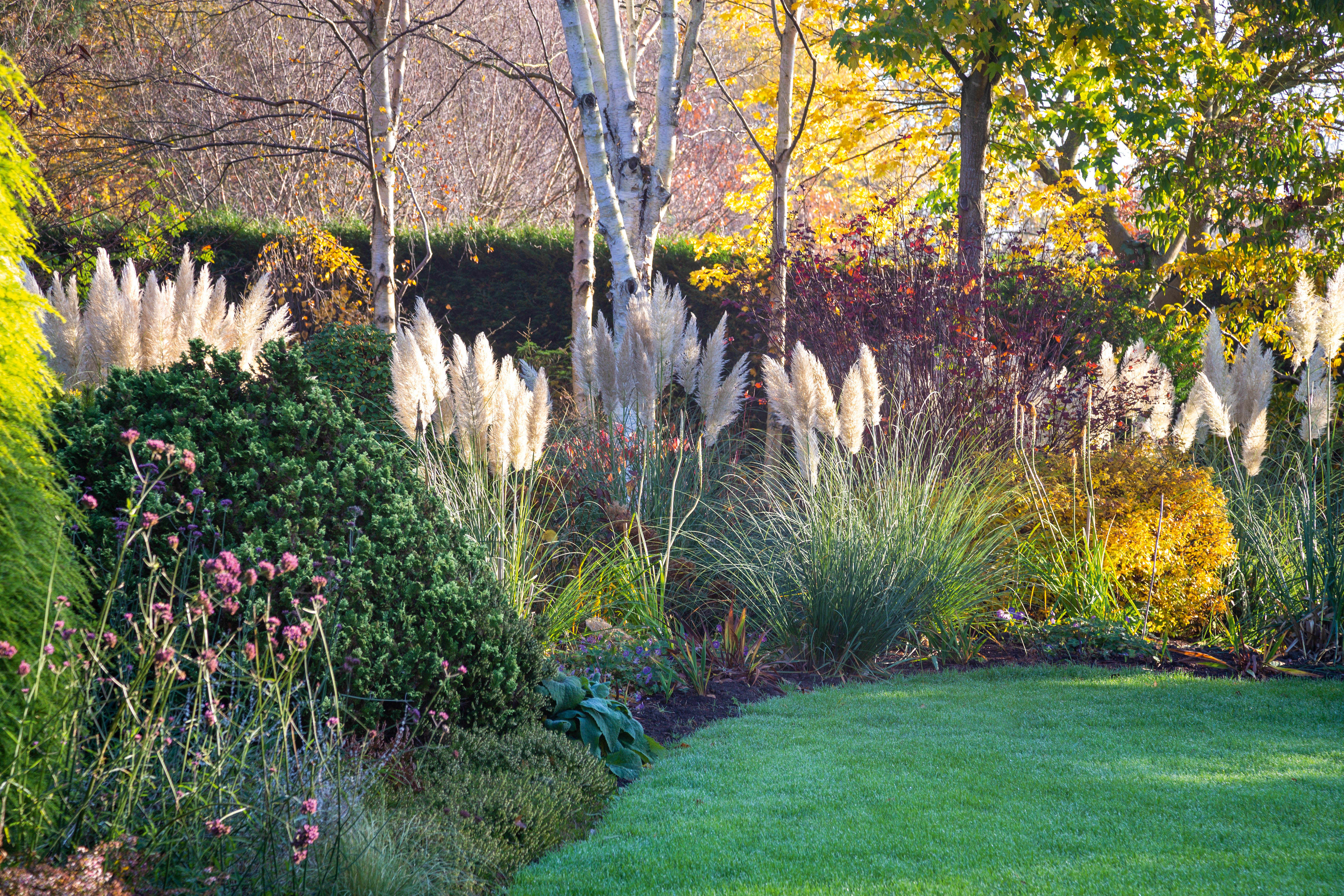 Cortaderia selloana 'Pumila'