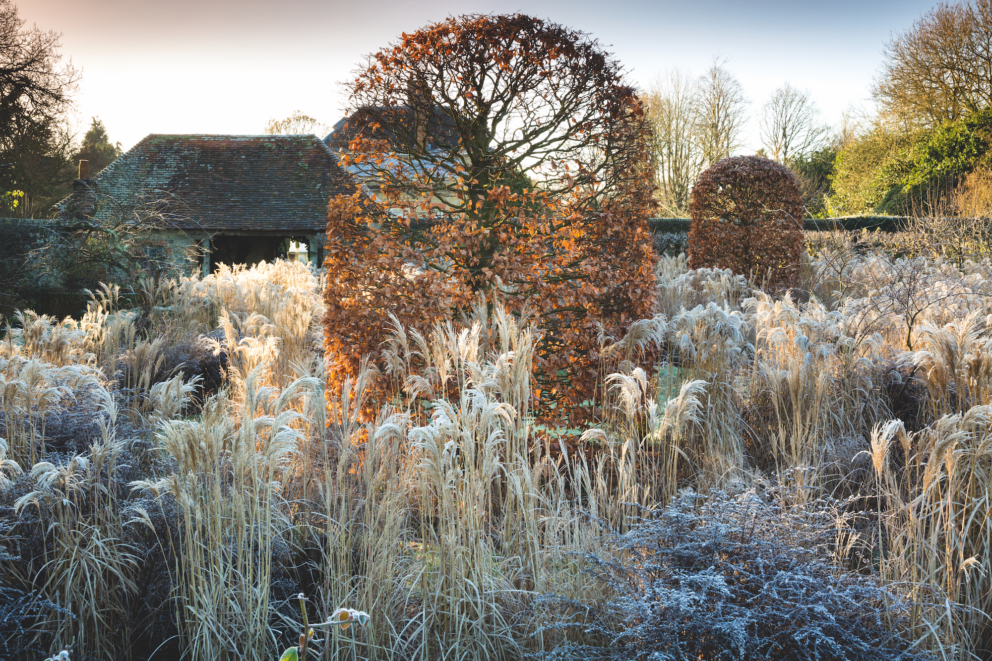 Walled garden designed by Arne Maynard. Miscanthus sinensis Malepartus, Miscanthus sinensis Kleine Fontane, Miscanthus sinensis Gracillimus, Fagus sylvatica purpurea, copper beech