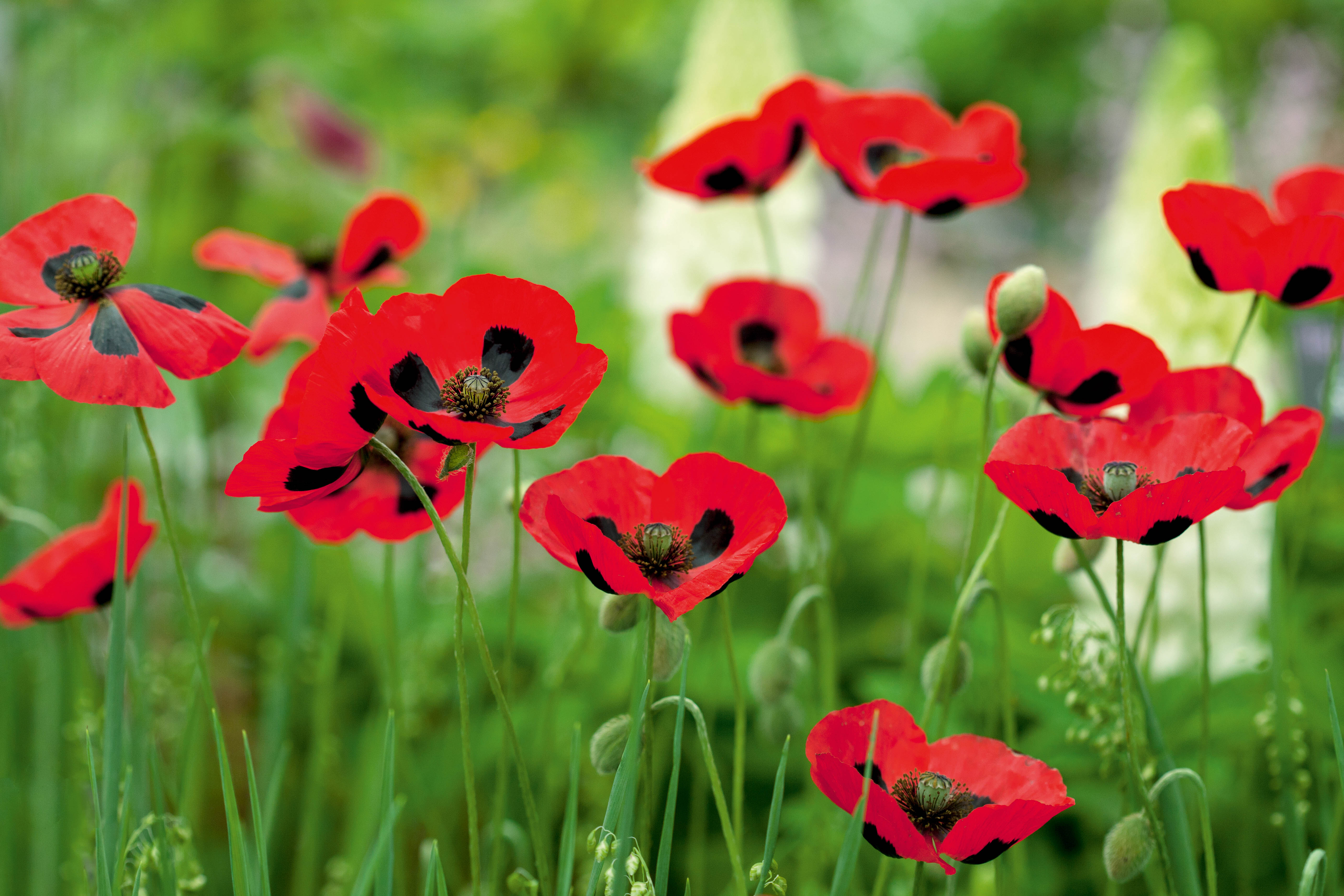 Papaver commutatum 'Ladybird' Papaver commutatum 'Ladybird'