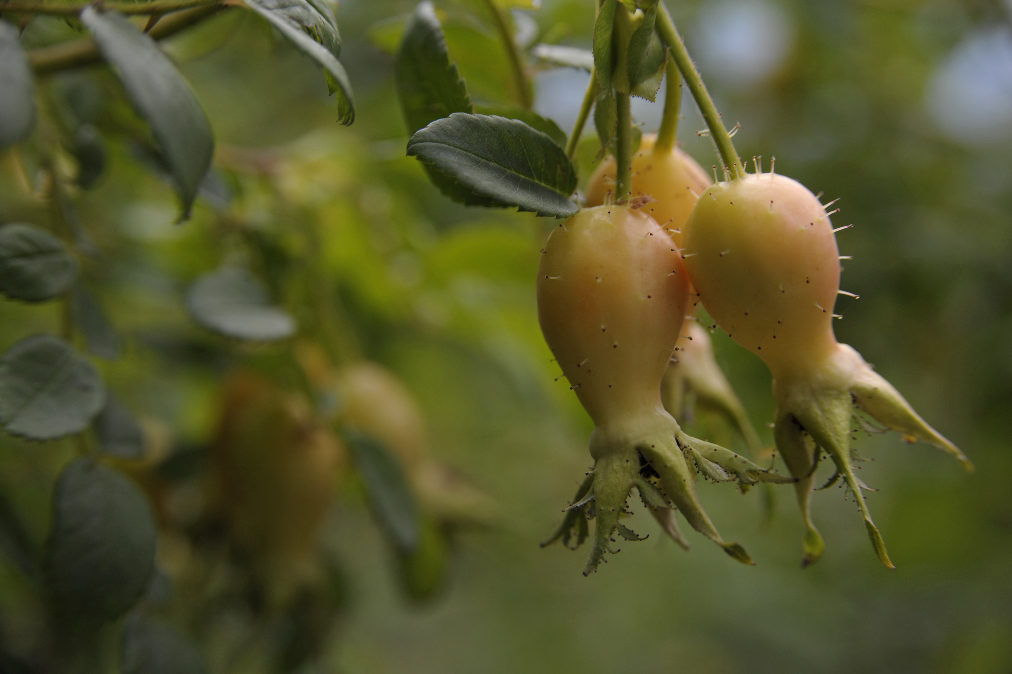 Rosehips of Bibernell-Rose, Rosaceae