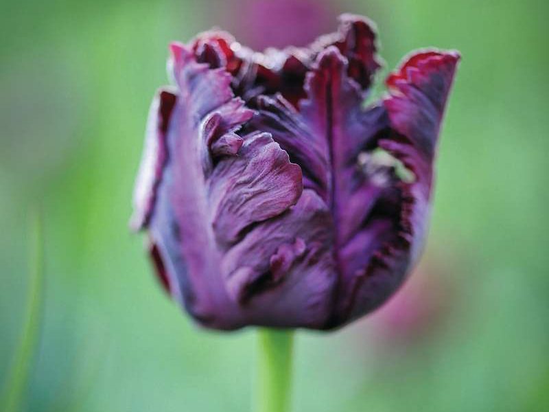Tulipa ‘Black Parrot’