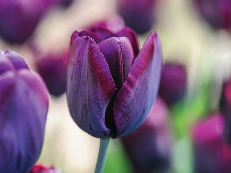 Tulipa ‘Ronaldo’