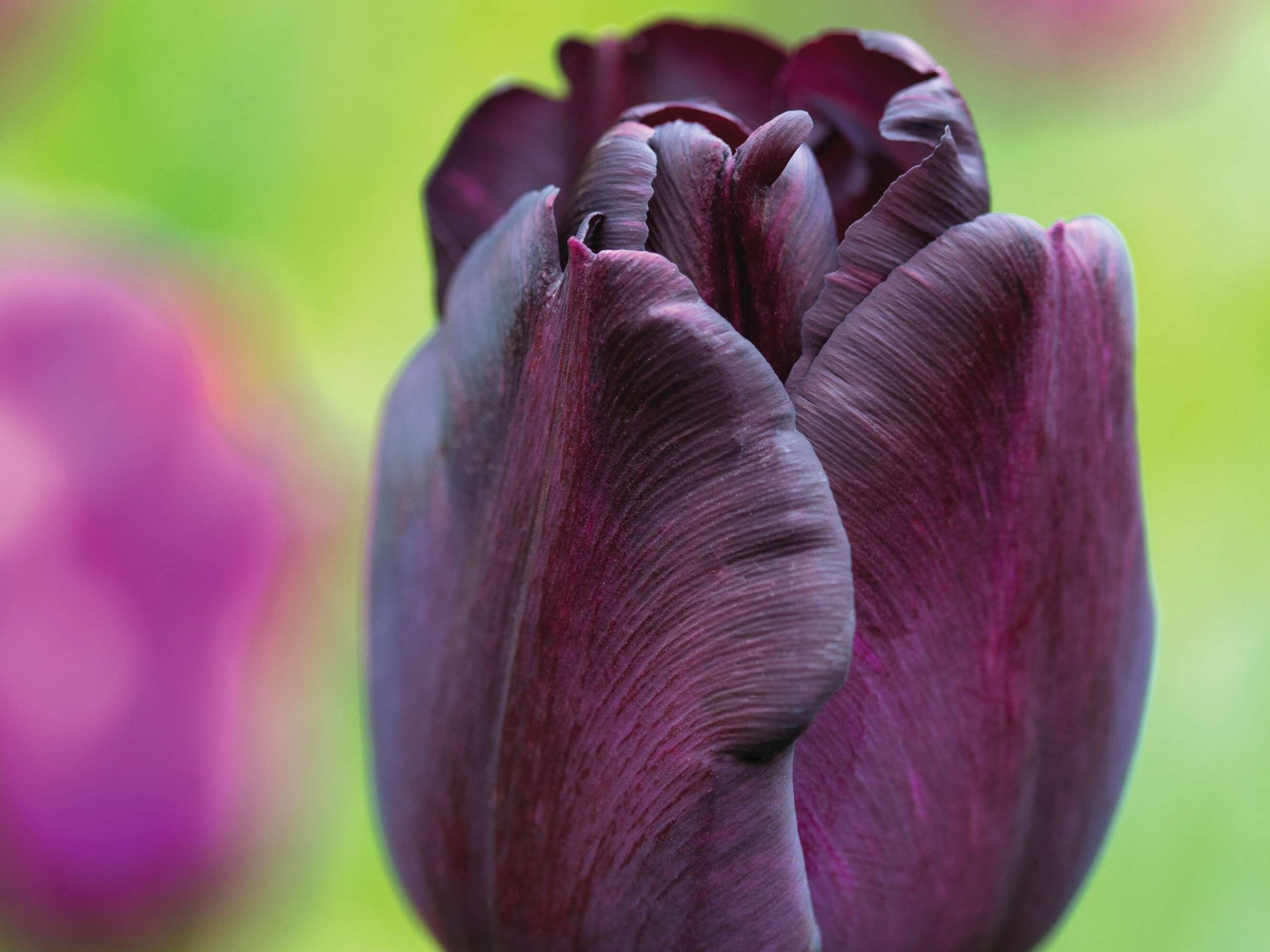 Tulipa ‘Paul Scherer’