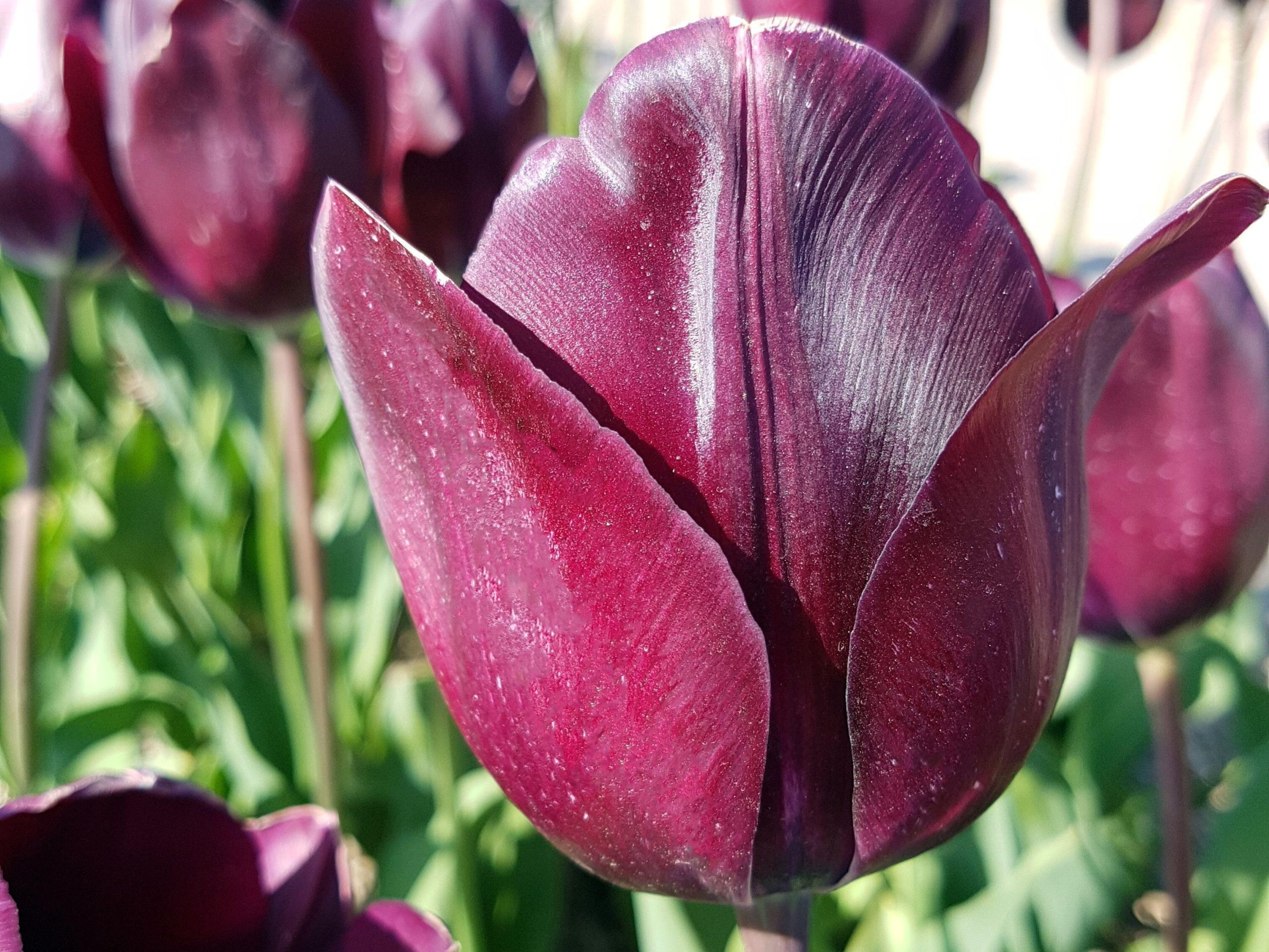 Tulipa 'Blackjack'
