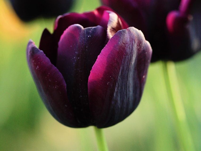Tulipa 'Queen of Night'