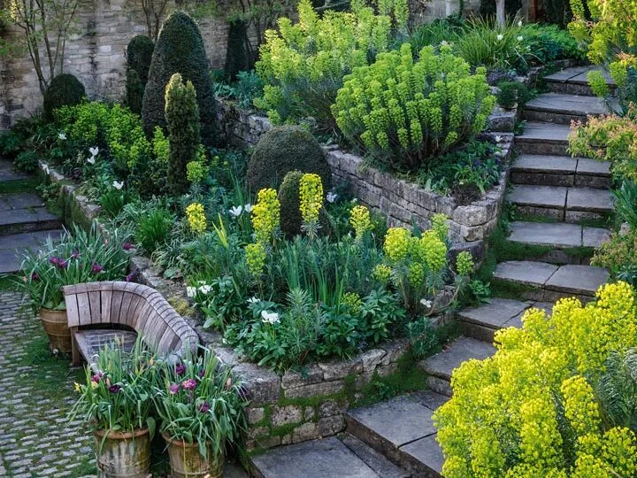 Facing page, From the enclosed, cobbled courtyard behind the house, stone steps curve gently to the path that leads to the greenhouse. Domes of clipped box and yew sit between exuberant clumps of spurge (Euphorbia characias subsp. wulfenii.), with multi-stemmed amelanchiers and a magnolia behind. Facing page, From the enclosed, cobbled courtyard behind the house, stone steps curve gently to the path that leads to the greenhouse. Domes of clipped box and yew sit between exuberant clumps of spurge (Euphorbia characias subsp. wulfenii.), with multi-stemmed amelanchiers and a magnolia behind.