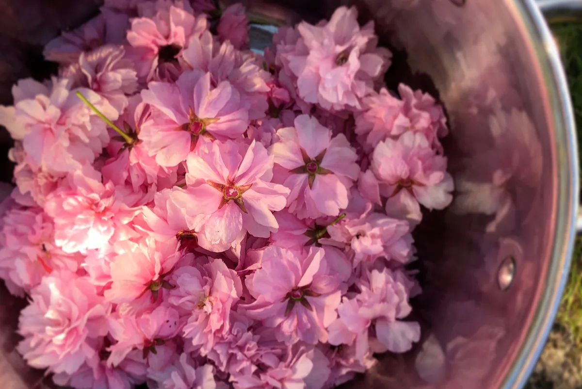 Cherry blossom jam Cherry blossom jam