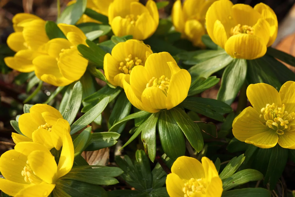 Eranthis - winter aconite Eranthis - winter aconite