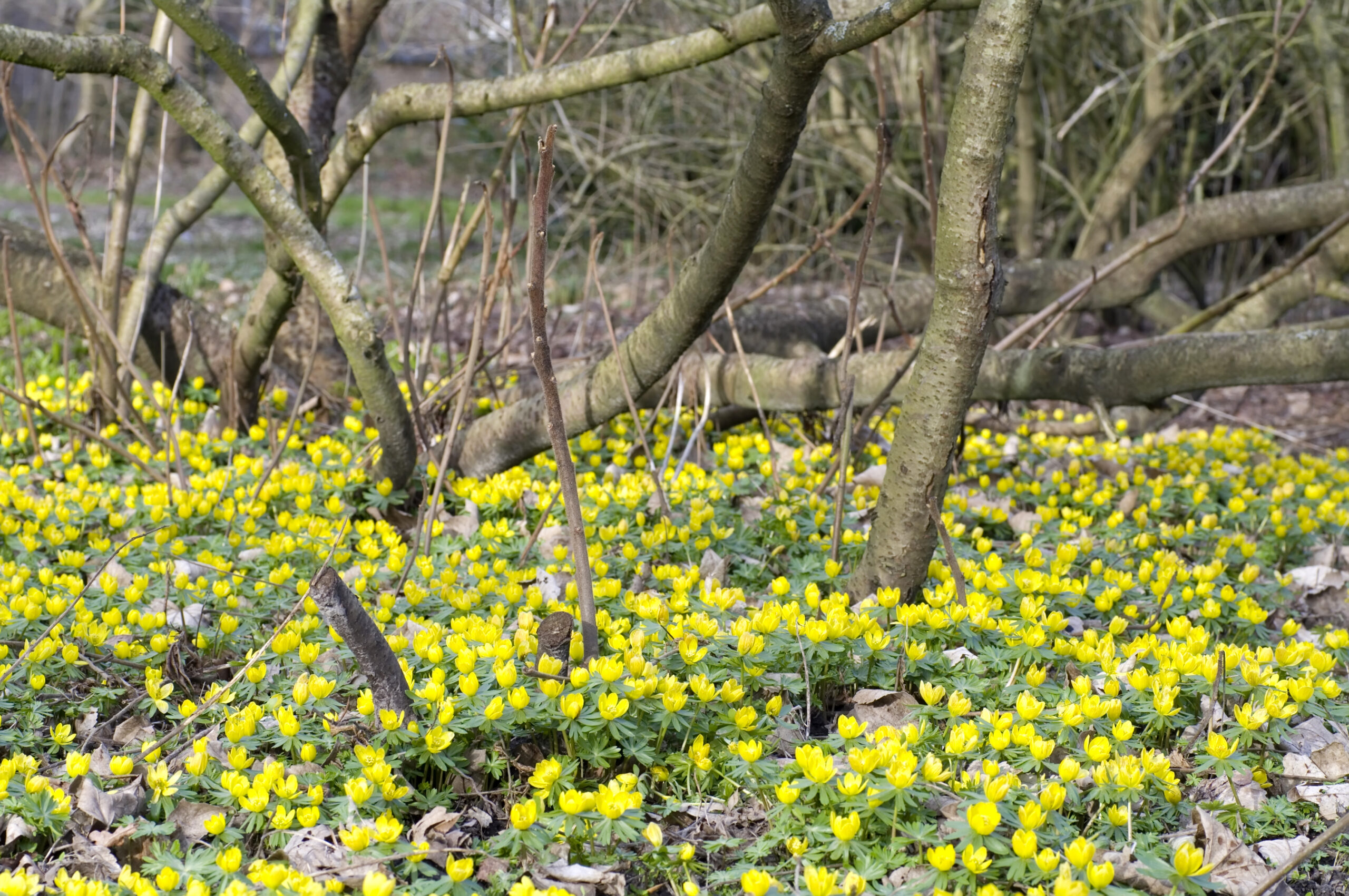 Winter Aconite (Eranthis hyemalis)