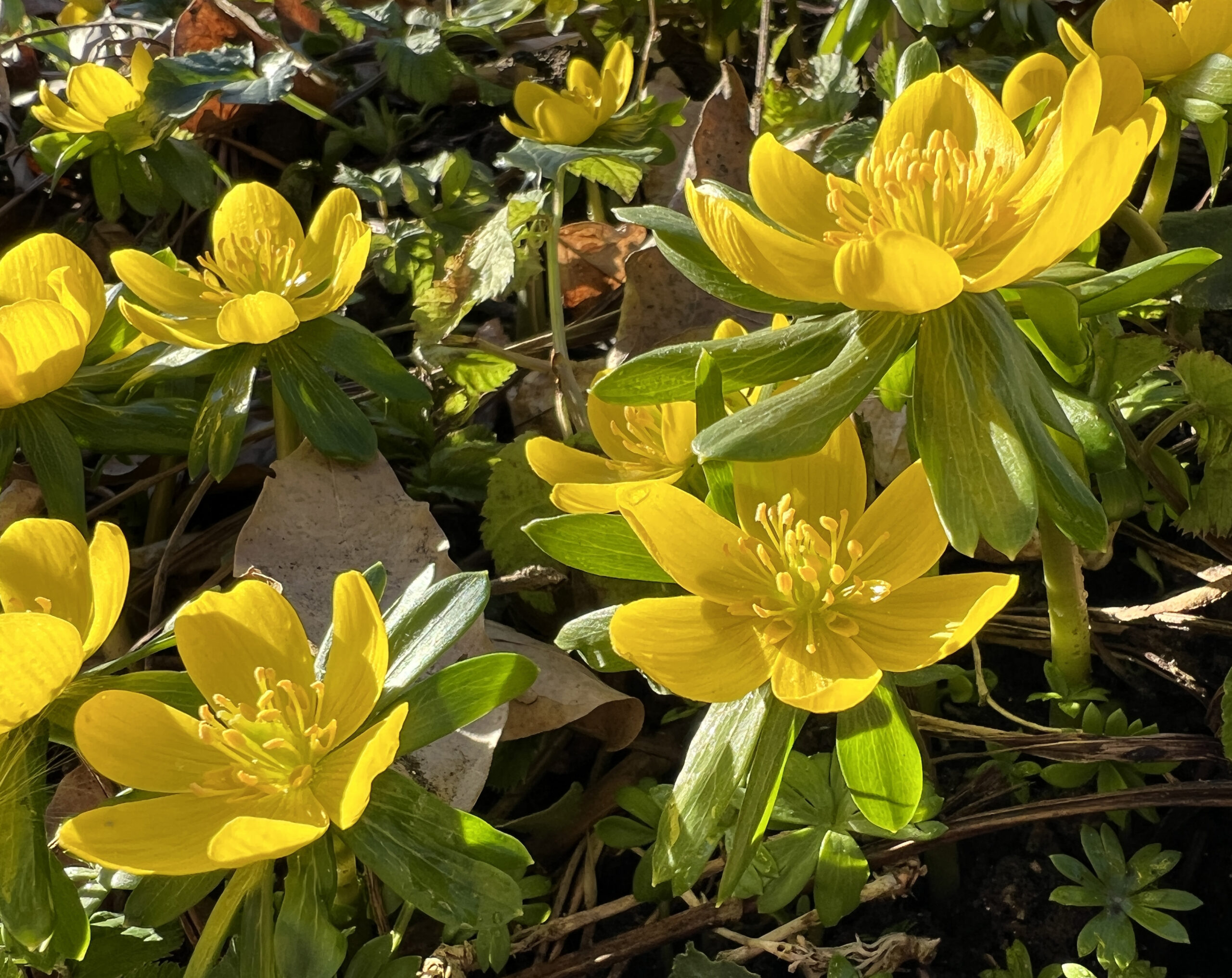 Winter aconite
