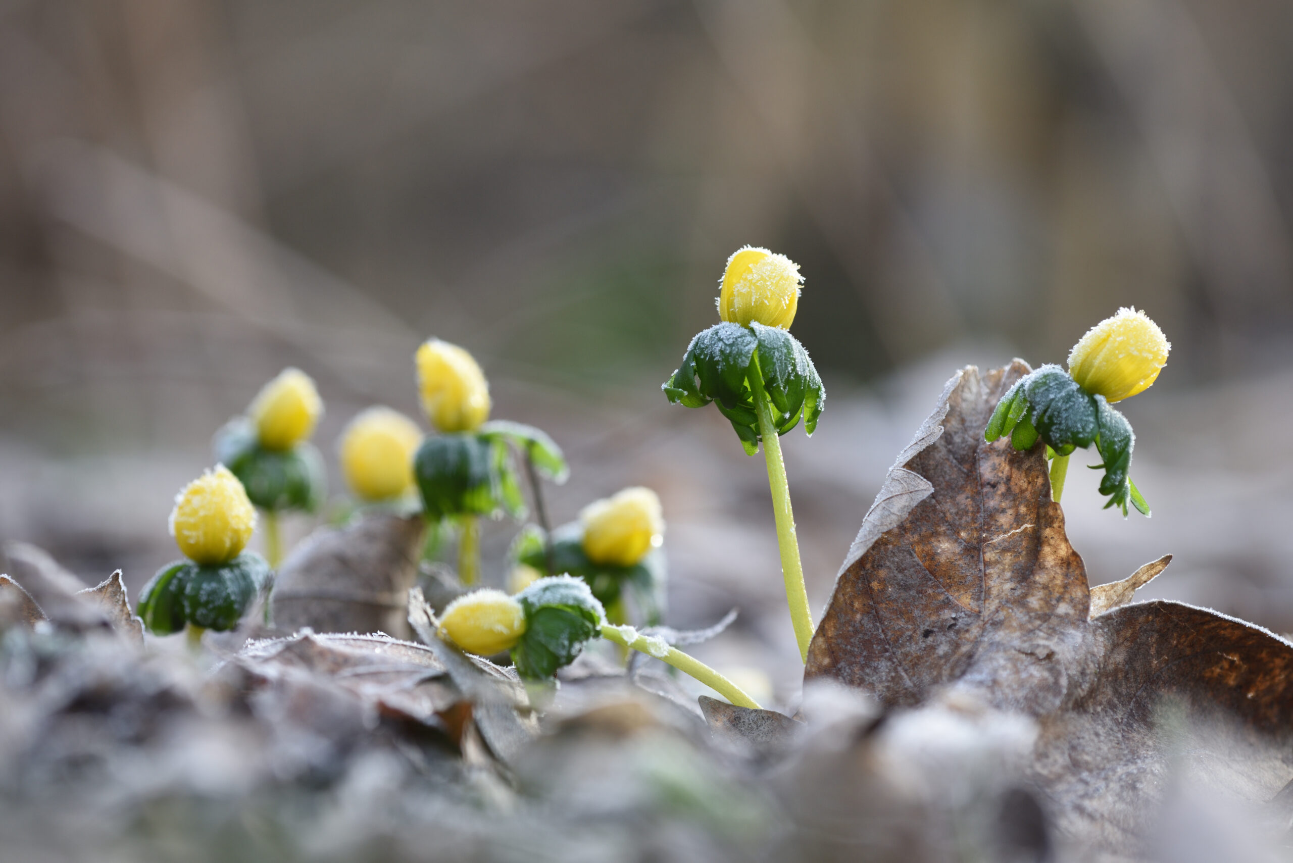 Eranthis hyemalis - winter aconite