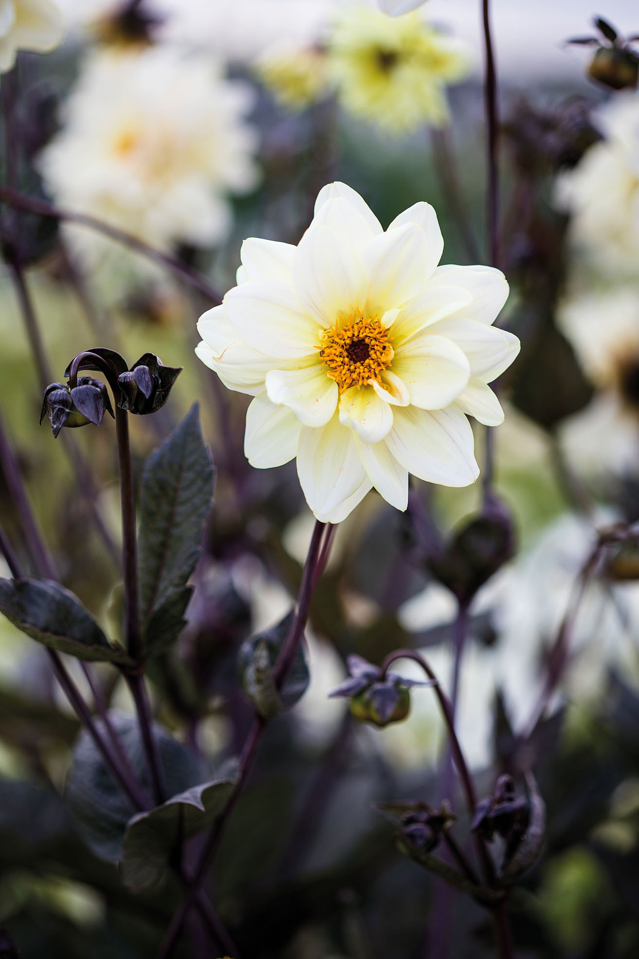 Dahlia ‘Classic Swanlake’