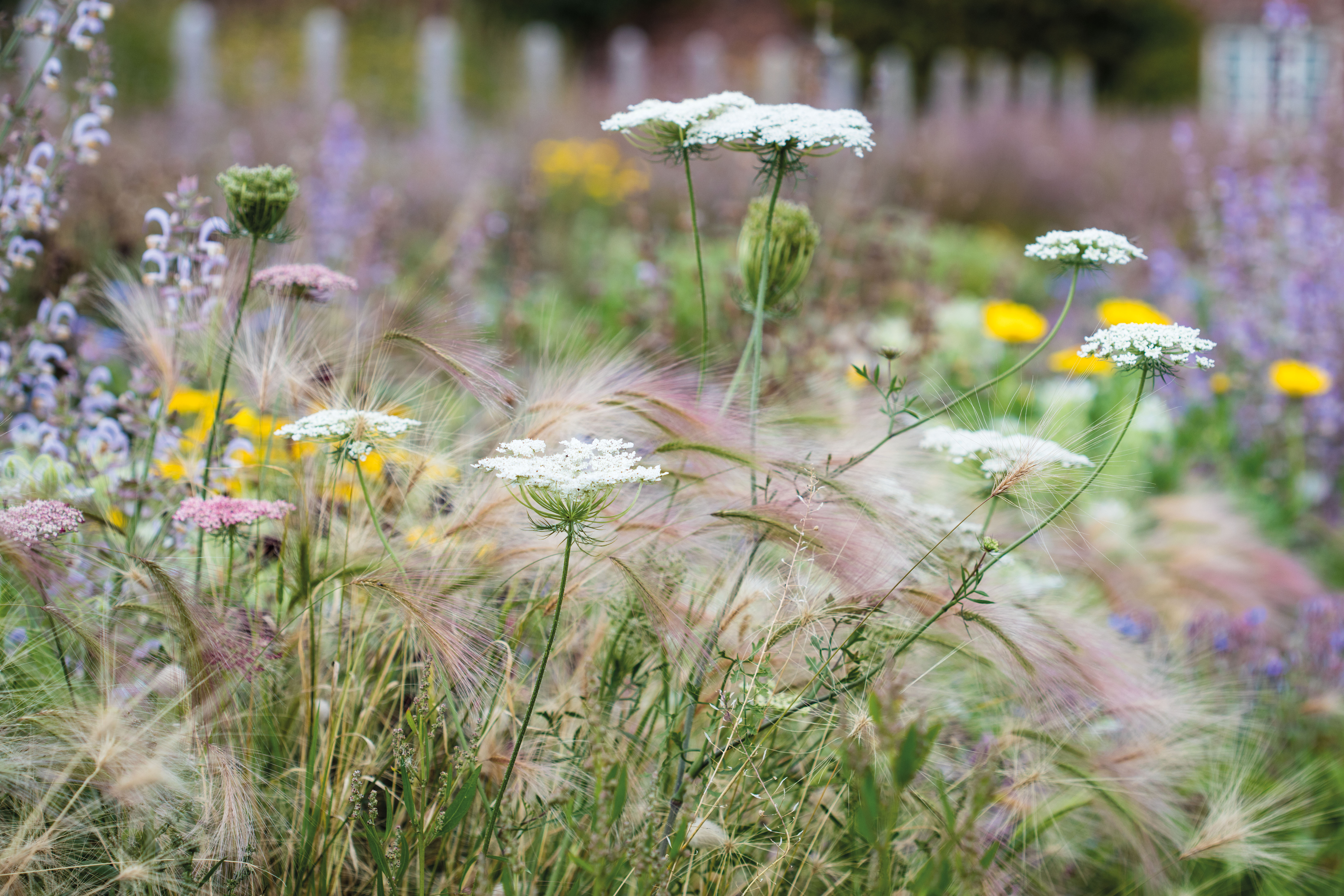 Daucus carota ‘Dara’